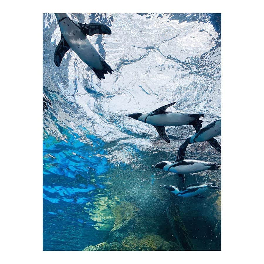 桜めいのグルメインスタ