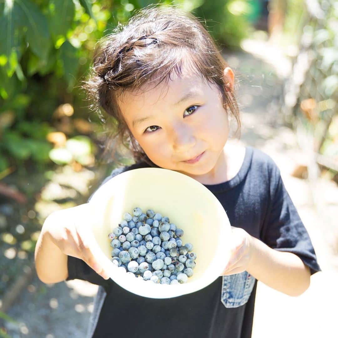 あすかさんのインスタグラム写真 - (あすかInstagram)「✱ 広島記録⑤ブルーベリー狩り おばあちゃんのお庭は おじちゃんおばちゃんの育てた 野菜がたくさん。 今回はブルーベリー狩りを させてもらったよ。 おいしい♡♡♡ みのりはこの旅行で この採れたてブルーベリーが 一番美味しかったって😋 ✱」8月23日 7時13分 - asuuuka_