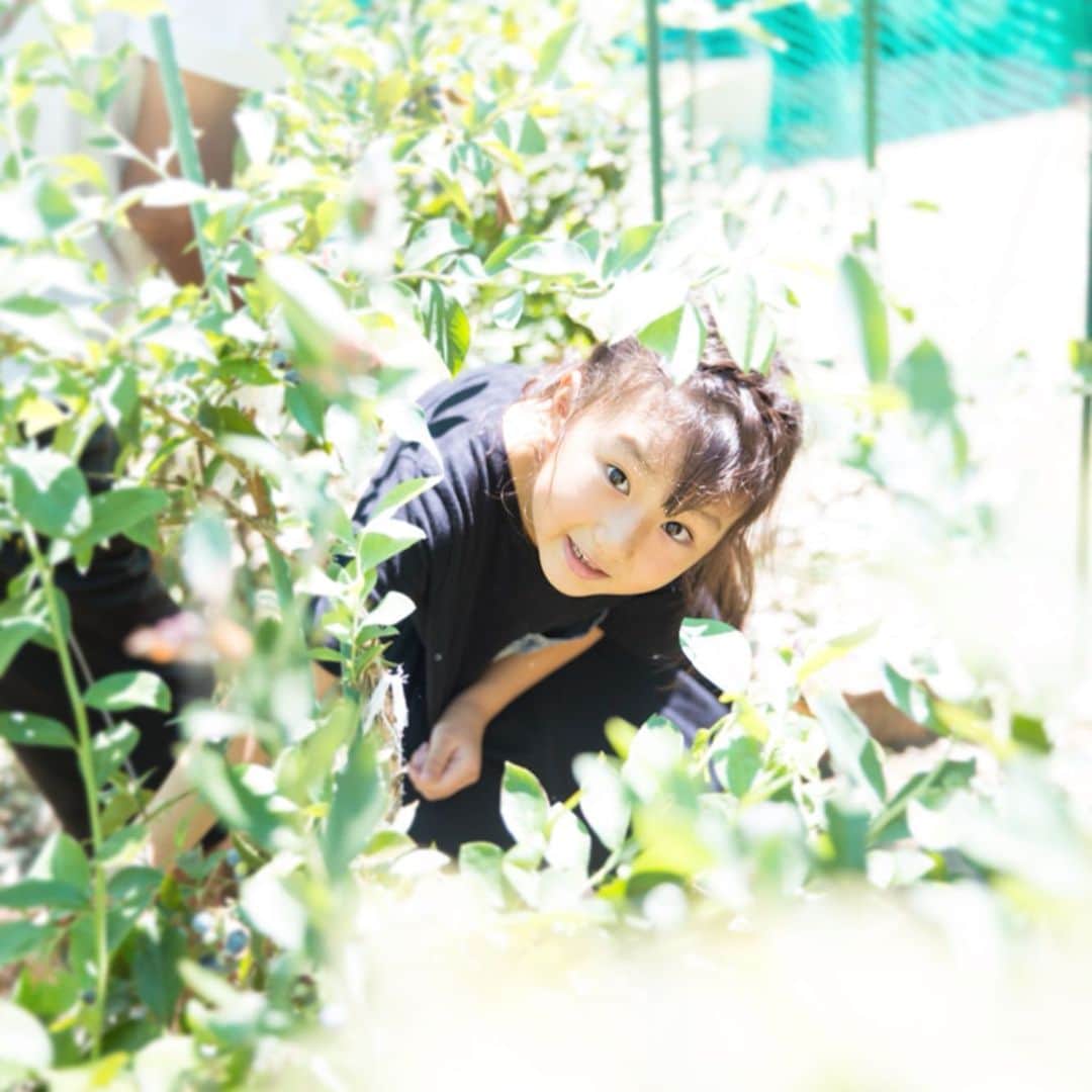 あすかさんのインスタグラム写真 - (あすかInstagram)「✱ 広島記録⑤ブルーベリー狩り おばあちゃんのお庭は おじちゃんおばちゃんの育てた 野菜がたくさん。 今回はブルーベリー狩りを させてもらったよ。 おいしい♡♡♡ みのりはこの旅行で この採れたてブルーベリーが 一番美味しかったって😋 ✱」8月23日 7時13分 - asuuuka_