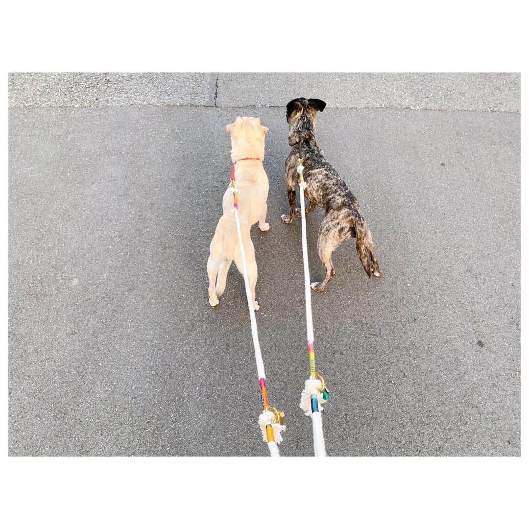 のインスタグラム：「gm☻ ハワイの我が子たちへのお土産は @thepublicpet で買ったリードとTargetで買った鹿の角。 リードはハワイで買ったモノの中で2番目に高かったわ😑 いつもTargetで買っていたトトがお気に入りのおもちゃが最近は売ってなくて、、 久々鹿の角を買ってきたら毎日夢中。 帰国した日は私より鹿の角にずっと夢中で私の存在完全無視w ま、気に入ったから良かった。 トトはこれを丸飲みして手術した経歴あるからしっかり見張っております👮🏾‍♀️ #pug #frepug #frenchbulldog #ilovemydog #ぽにトト」