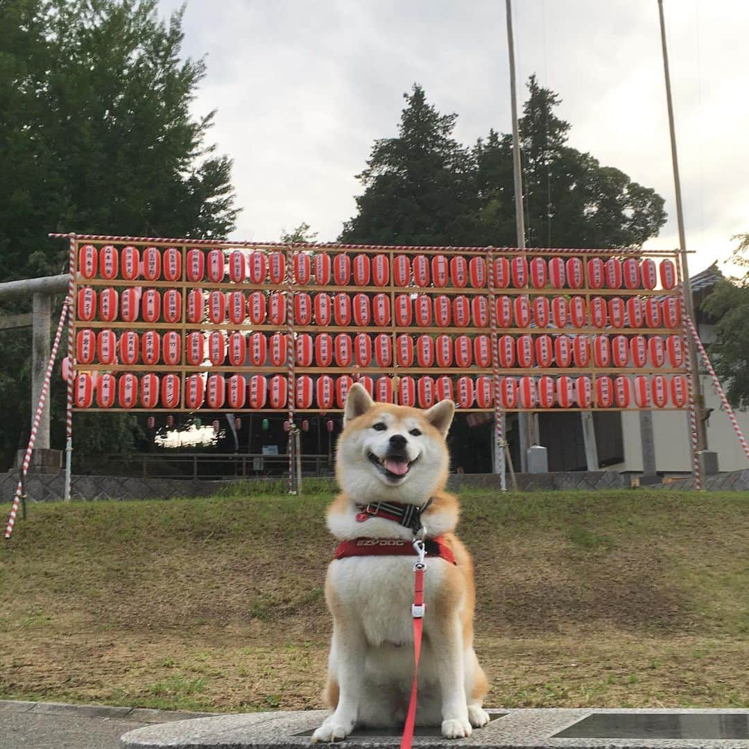 てんパパさんのインスタグラム写真 - (てんパパInstagram)「明日は近くの神社の夏祭りだってさー 動画、てんこ→神社の様子→てんこって戻ったら、なぜが伏せしてた。 #朝んぽ #狛犬活動 #祭りの前」8月23日 7時58分 - tenchan.shiba