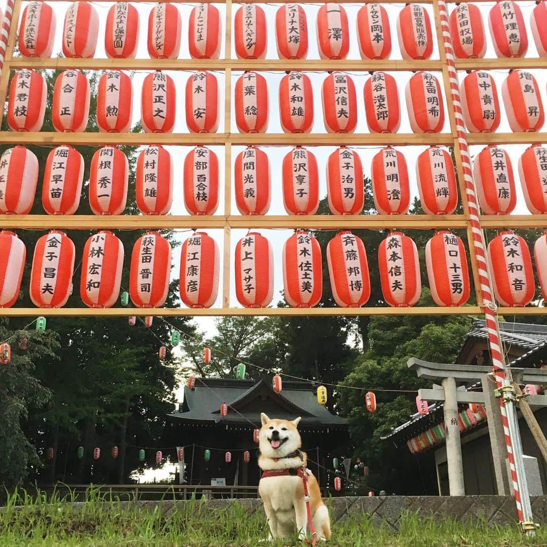 てんパパさんのインスタグラム写真 - (てんパパInstagram)「明日は近くの神社の夏祭りだってさー 動画、てんこ→神社の様子→てんこって戻ったら、なぜが伏せしてた。 #朝んぽ #狛犬活動 #祭りの前」8月23日 7時58分 - tenchan.shiba