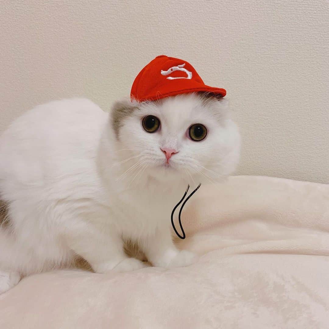 のんたのインスタグラム：「#カープ女子 になったぱんちゃん🎏」
