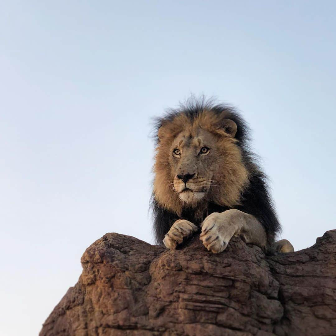 Kevin Richardson LionWhisperer のインスタグラム