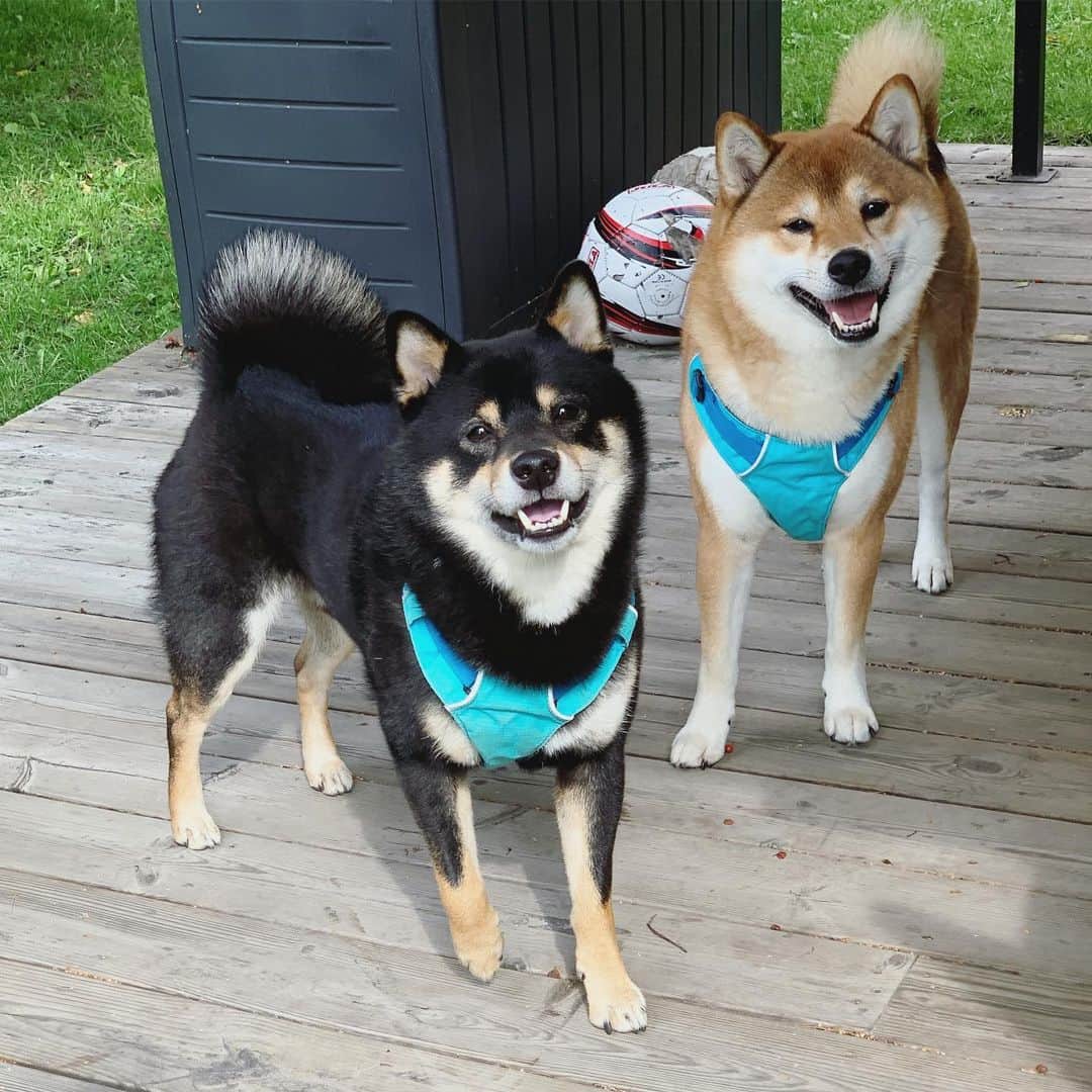 ?Fricko the Shiba Inu?のインスタグラム：「Can we play football all day long?? 🐾 🐾 🐾 #FrickoandKeaton #🐶 #☀️ #shiba #shibainu #dog #柴犬 #赤柴 #黒柴  #adorable #shibalovers #shibaholics  #dogoftheday  #weeklyfluff #aww #dogstagram  #dogscorner #puppiesofinstagram #shibapuppy」