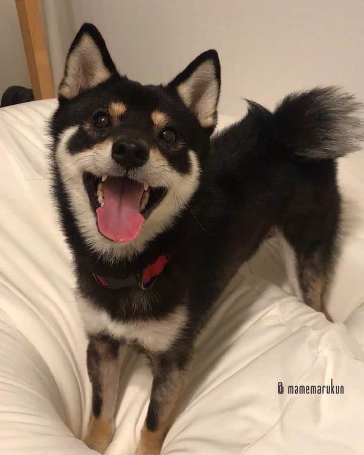 まめ丸のインスタグラム：「* * 人をダメにするソファ、 ぼくもお気に入りなんだー🐶💓 * #カバーおせんたく中だからのっちゃだめなんだって #おもちゃにつられてすぐどいたよ #ぼくえらい🐶❣️ * #柴犬#豆柴#柴#黒柴#犬#ふわもこ部#shiba#shibainu#shibastagram#shibadog#puppy#instadog#dogstagram#dog#instashiba#petstagram#pet#cutepetclub#강아지#멍스타그램#doglover#ilovemydog#weeklyfluff#楽天roomに載せてます#roomインフルエンサー」