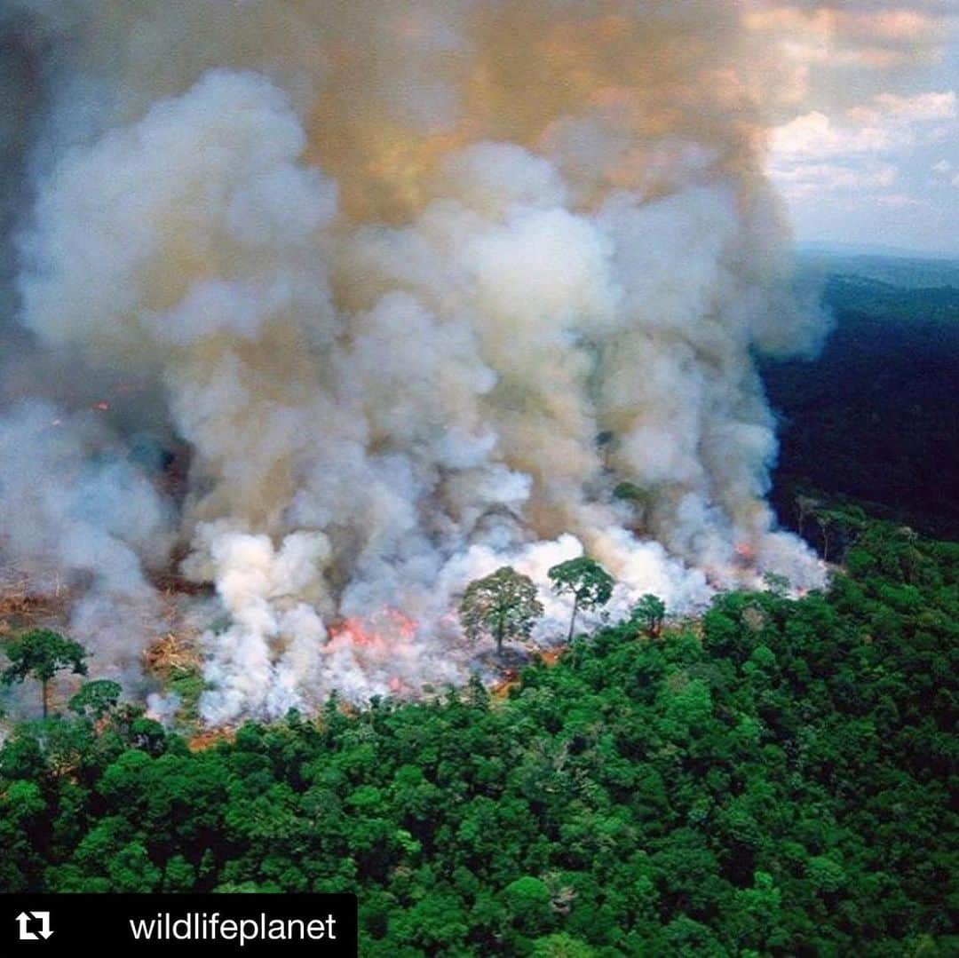 クリス・ハートさんのインスタグラム写真 - (クリス・ハートInstagram)「#Repost @wildlifeplanet ・・・ The lungs of the Earth are in flames. 🔥 The Brazilian Amazon (home to 1 million Indigenous people and 3 million species) has been burning for more than two weeks straight. There have been 74,000 fires in the Brazilian Amazon since the beginning of this year - a staggering 84% increase over the same period last year (National Institute for Space Research, Brazil). Scientists and conservationists attribute the accelerating deforestation to President Jair Bolsonaro, who issued an open invitation to loggers and farmers to clear the land after taking office in January.⁣ The largest rainforest in the world is a critical piece of the global climate solution. Without the Amazon, we cannot keep the Earth’s warming in check.  The Amazon needs more than our prayers. So what can YOU do?⁣. 1. As an emergency response, donate to frontline Amazon groups working to defend the forest. Donate to one or all of these: @amazonfrontlines @rainforestalliance @amazonaid @amazonwatch @savingtheamazon @amazonconservationteam @wwf @rainforesttrust @rainforestactionnetwork - please comment with more!  2. Consider becoming a regular supporter of the Rainforest Alliance’s community forestry initiatives across the world’s most vulnerable tropical forests, including the Amazon; this approach is by far the most effective defense against deforestation and natural forest fires, but it requires deep, long-term collaboration between the communities and the public and private sectors. Link in bio.⁣ 3. Stay on top of this story and keep sharing posts, tagging news agencies and influencers.  4. Be a conscious consumer, taking care to support companies committed to responsible supply chains.⁣ Eliminate or reduce consumption of beef;  cattle ranching is one of the primary drivers of Amazon deforestation.  5. When election time comes, VOTE for leaders who understand the urgency of our climate crisis and are willing to take bold action—including strong governance and forward-thinking policy.⁣ ⁣ #WildlifePlanet #SaveTheAmazon #PrayForAmazonia #AmazonRainforest」8月22日 23時46分 - chrishart_official