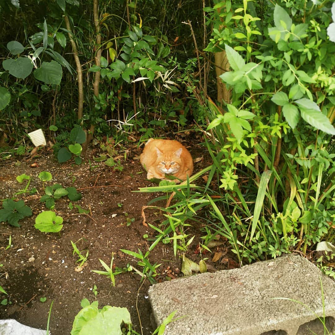 リアド偉武さんのインスタグラム写真 - (リアド偉武Instagram)「UKFC来てくれて、観てくれて、ありがとう😎 写真は何も関係ないです😎 #庭に太った猫がいて #写真撮ってたら睨みながらこっち来て #ひまわりだった #顔こわいよ」8月23日 0時06分 - ibriad_alexandros