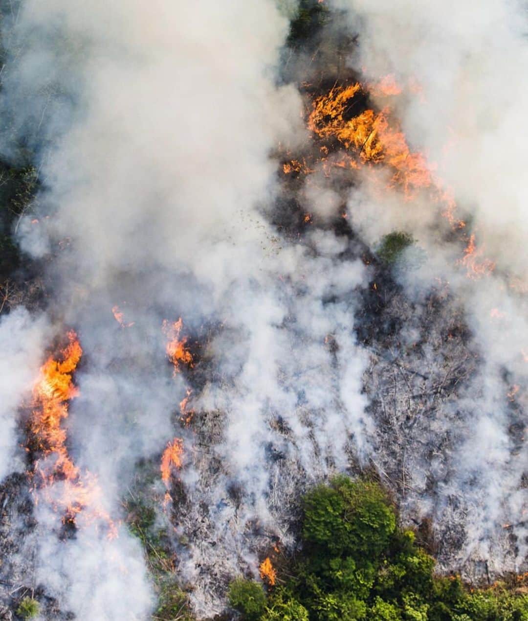 イバイ・ゴメスのインスタグラム：「¡EL PULMÓN DEL MUNDO ESTÁ ARDIENDO! 😔 2,1 millones de km2 de la selva amazónica son zonas protegidas, alberga  un santuario de biodiversidad único en el mundo. Una cuarta parte de las especies de la tierra se encuentran allí (30.000 tipos de plantas, 2.500 especies de peces, 1.500 de aves, 500 de mamíferos, 250 de reptiles y 2.5 millones de insectos). Contiene 1/3 de los bosques primarios del mundo, y a través del río amazonas y sus afluentes, proporciona el 20% del agua dulce no congelada de la Tierra. Actúa como sumidero de de carbono, pues absorbe más CO2 del que emite y libera oxígeno, además de almacenar de 90.000 a 140.000 millones de toneladas de CO2, que ayuda a regular el calentamiento global. Debido a la deforestación, la capacidad de absorción de CO2 está reduciendo. Cuenta también con 34 millones de personas. Distribuidas en 420 tribus diferentes, 60 de la cuales viven en total aislamiento. Casi el 20% de de la selva amazónica ha desaparecido en el último medio siglo. Y desde que el presidente de Brasil, Jair Bolsonaro, asumió el poder a principios de 2019, la tasa de deforestación medida en julio fue casi 4 veces mayor que la del año anterior. A este ritmo, no quedará nada. Dejaremos de existir. SALVEMOS LA AMAZONIA, SALVEMOS EL PLANETA. @greenpeace_esp  https://es.greenpeace.org/es/que-puedes-hacer-tu/peticiones/selva-amazonica/」