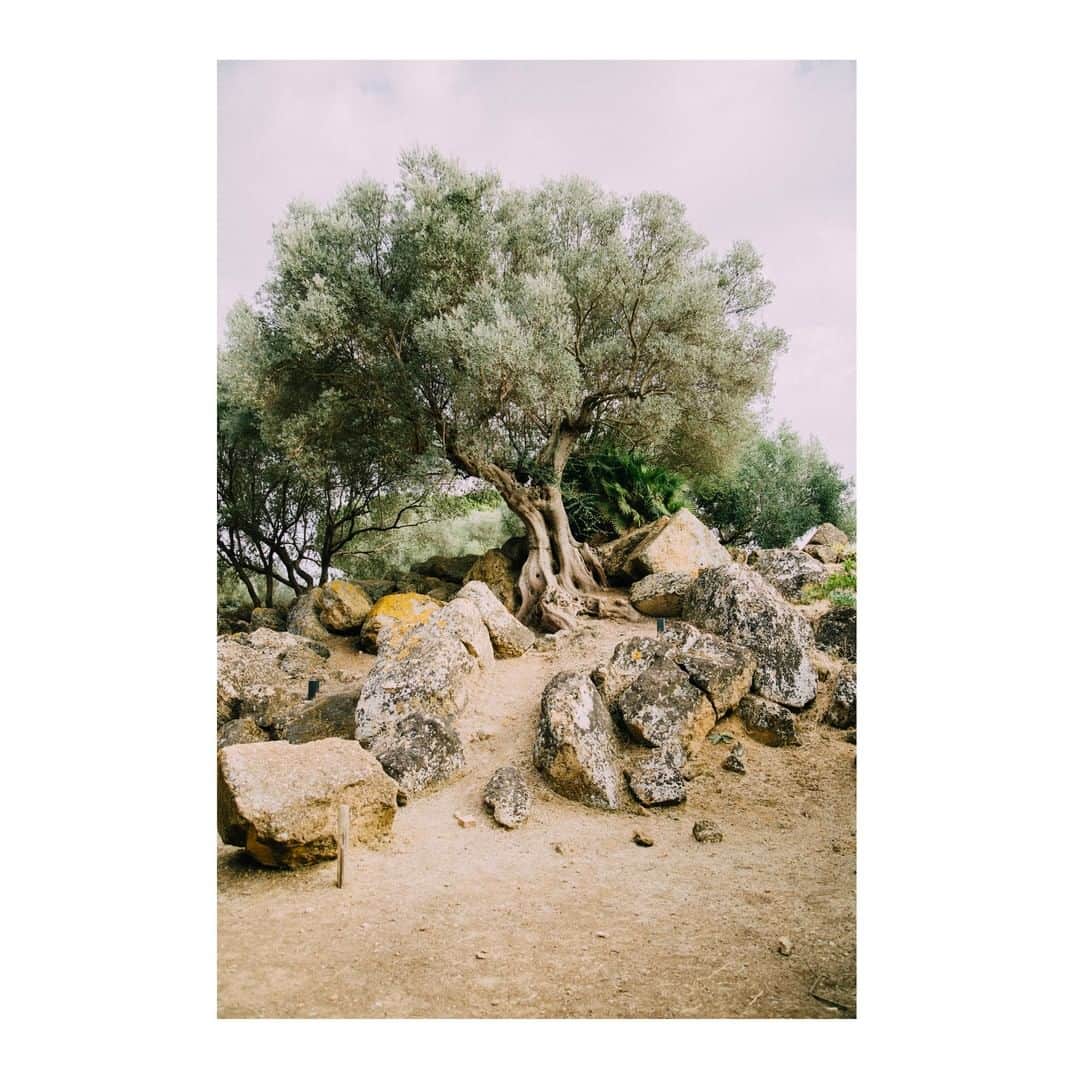 のインスタグラム：「🌿L'huile d'olive est au cœur de la formule de nos savons liquides de Marseille Extra Pur. Sourcée sur le domaine de Château Virant à Lançon de Provence, nous sélectionnons des huiles d'exception auprès de nos partenaires locaux. ⁠ • ⁠ 🇬🇧 Olive oil is at the heart of our Extra Pur liquid Marseille soaps formula. Sourced at Château Virant in Lançon de Provence, we select exceptional oils from our local partners.⁠ ⁠ #compagniedeprovence #provence #huilevegetale #biologicaloil  #nature #olivetree #oliveoil #provence #formula #naturalproduct #naturalproducts #savondemarseille #marseille #chateauvirant #trio #formulenaturelle #inspo #lifestyle」