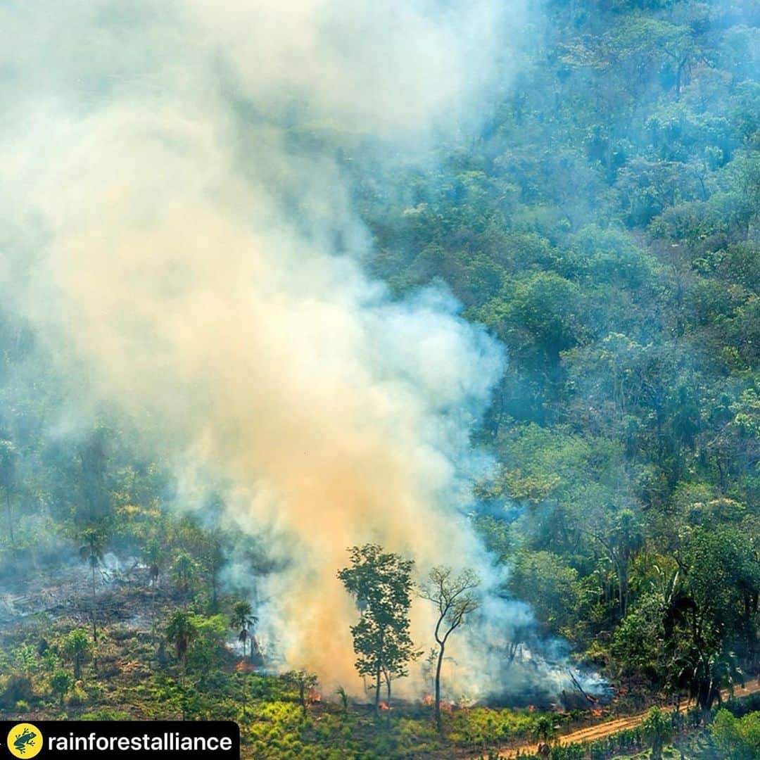 ケヴィン・ベーコンさんのインスタグラム写真 - (ケヴィン・ベーコンInstagram)「#repost @rainforestalliance ・・・ The fires in the Amazon are an indicator of slash-and-burn logging and forests being cleared for agriculture and beef production. ⁣⁣⁣But things don’t have to be this way. ⁣⁣⁣⁣⁣ ⁣ In Guatemala’s magnificent Maya Biosphere Reserve (swipe to see the satellite map), fires in the dry season of 2017 were concentrated in the reserve’s core “protected zones” in the west and “buffer zones” along the reserve’s southern edge. ⁣⁣⁣ ⁣⁣⁣ However, you’ll see very few fires within the 11 forest concessions managed by communities (lime green on map). In these areas, the @rainforestalliance works with local communities to develop sustainable forestry enterprises. In fact, for the first time in nearly two decades, net forest *gain* was recently found in the Reserve, an area historically plagued by deforestation. ⁣⁣⁣⁣ ⁣⁣⁣ The community members of the Petén have been able to improve their livelihoods while protecting the forest they call home. Proof that⁣ people who make their living from the forest have the strongest incentive to protect it.⁣⁣⁣⁣ ⁣⁣⁣⁣⁣ #RainforestAlliance #SalvemosPeten @acofop #Guatemala #MayaBiosphereReserve #ForestFires #SaveTheAmazon #PrayForAmazonia #FightDeforestation #FollowTheFrog⁣⁣ 📸: @sergioizquierdophoto」8月23日 0時02分 - kevinbacon
