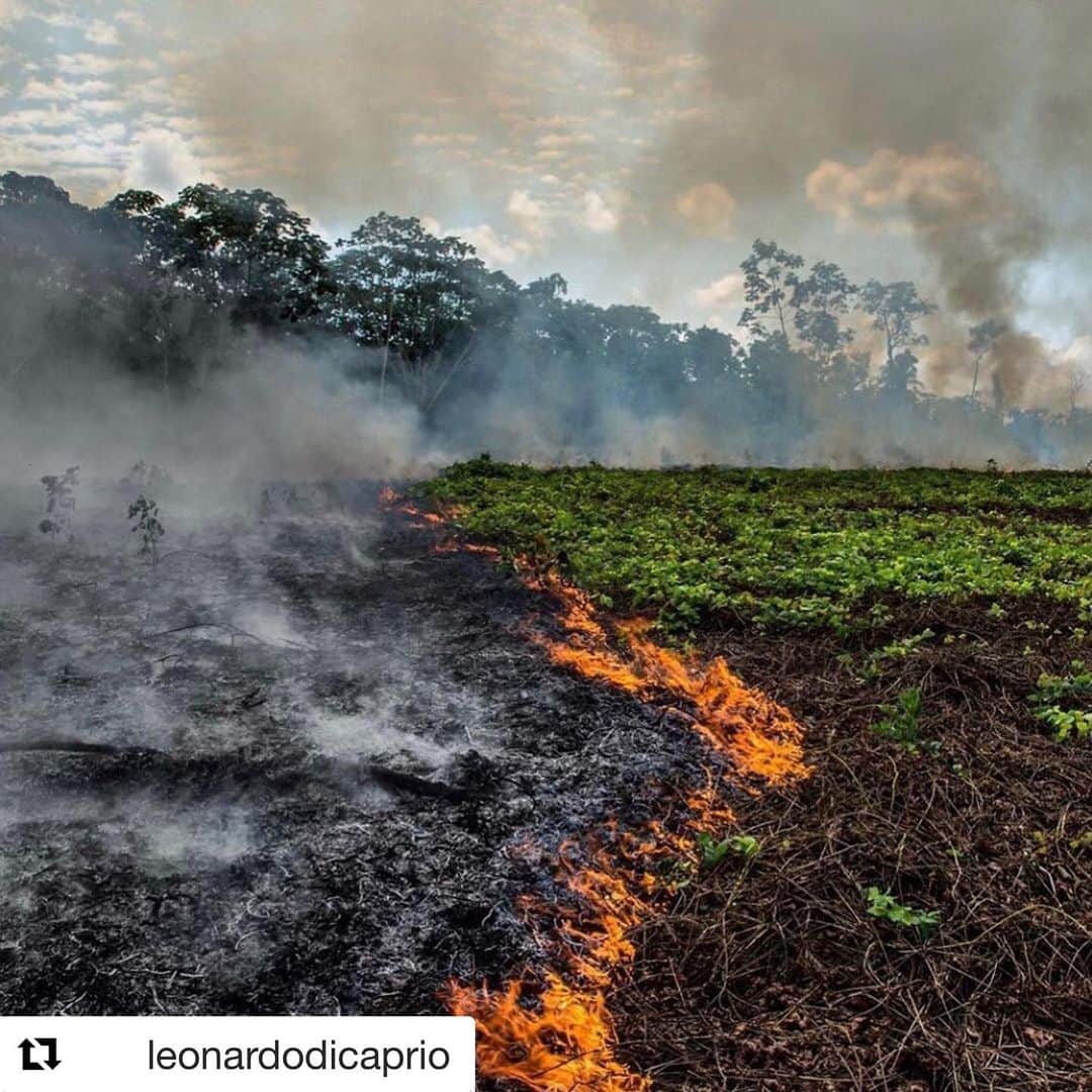 アロナ・タルさんのインスタグラム写真 - (アロナ・タルInstagram)「Don’t pray for the Amazon PRAY FOR ALL OF US! Our lungs are on fire!!! #Repost @leonardodicaprio with @get_repost ・・・ #Regram #RG @rainforestalliance:  The lungs of the Earth are in flames. 🔥 The Brazilian Amazon—home to 1 million Indigenous people and 3 million species—has been burning for more than two weeks straight. There have been 74,000 fires in the Brazilian Amazon since the beginning of this year—a staggering 84% increase over the same period last year (National Institute for Space Research, Brazil). Scientists and conservationists attribute the accelerating deforestation to President Jair Bolsonaro, who issued an open invitation to loggers and farmers to clear the land after taking office in January.⁣ ⁣ The largest rainforest in the world is a critical piece of the global climate solution. Without the Amazon, we cannot keep the Earth’s warming in check. ⁣ ⁣ The Amazon needs more than our prayers. So what can YOU do?⁣ ⁣ ✔ As an emergency response, donate to frontline Amazon groups working to defend the forest. ⁣ ✔ Consider becoming a regular supporter of the Rainforest Alliance’s community forestry initiatives across the world’s most vulnerable tropical forests, including the Amazon; this approach is by far the most effective defense against deforestation and natural forest fires, but it requires deep, long-term collaboration between the communities and the public and private sectors. Link in bio.⁣ ✔ Stay on top of this story and keep sharing posts, tagging news agencies and influencers. ⁣ ✔ Be a conscious consumer, taking care to support companies committed to responsible supply chains.⁣ Eliminate or reduce consumption of beef; cattle ranching is one of the primary drivers of Amazon deforestation. ✔ When election time comes, VOTE for leaders who understand the urgency of our climate crisis and are willing to take bold action—including strong governance and forward-thinking policy.⁣ ⁣ #RainforestAlliance #SaveTheAmazon #PrayForAmazonia #AmazonRainforest #ActOnClimate #ForestsResist #ClimateCrisis 📸: @mohsinkazmitakespictures / Windy.com」8月23日 0時11分 - alonatal