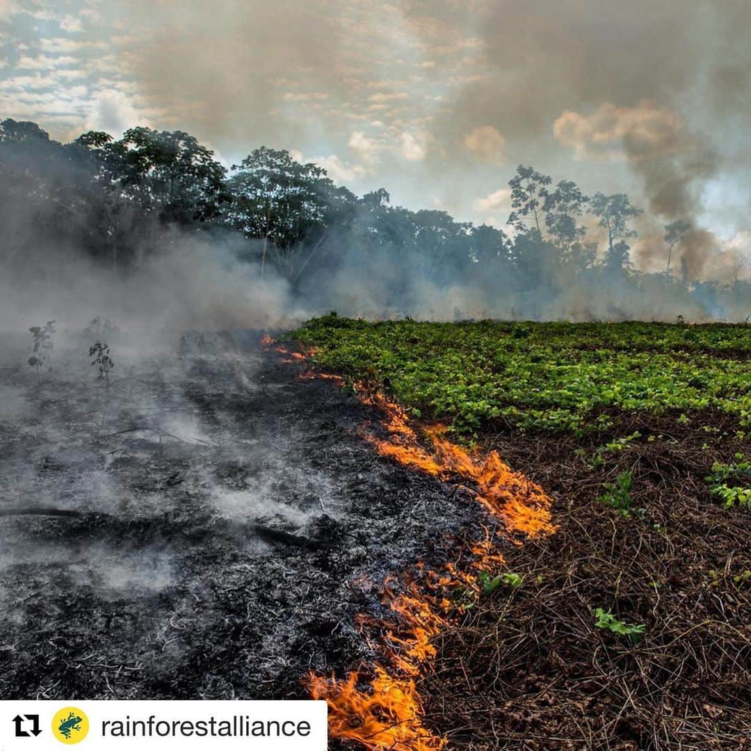 トローヤン・ベリサリオさんのインスタグラム写真 - (トローヤン・ベリサリオInstagram)「#Repost @rainforestalliance with @get_repost ・・・ The lungs of the Earth are in flames. 🔥 The Brazilian Amazon—home to 1 million Indigenous people and 3 million species—has been burning for more than two weeks straight. There have been 74,000 fires in the Brazilian Amazon since the beginning of this year—a staggering 84% increase over the same period last year (National Institute for Space Research, Brazil). Scientists and conservationists attribute the accelerating deforestation to President Jair Bolsonaro, who issued an open invitation to loggers and farmers to clear the land after taking office in January.⁣ ⁣ The largest rainforest in the world is a critical piece of the global climate solution. Without the Amazon, we cannot keep the Earth’s warming in check. ⁣ ⁣ The Amazon needs more than our prayers. So what can YOU do?⁣ ⁣ ✔ As an emergency response, donate to frontline Amazon groups working to defend the forest. ⁣ ✔ Consider becoming a regular supporter of the Rainforest Alliance’s community forestry initiatives across the world’s most vulnerable tropical forests, including the Amazon; this approach is by far the most effective defense against deforestation and natural forest fires, but it requires deep, long-term collaboration between the communities and the public and private sectors. Link in bio.⁣ ✔ Stay on top of this story and keep sharing posts, tagging news agencies and influencers. ⁣ ✔ Be a conscious consumer, taking care to support companies committed to responsible supply chains.⁣ ✔ When election time comes, VOTE for leaders who understand the urgency of our climate crisis and are willing to take bold action—including strong governance and forward-thinking policy.⁣ ⁣ #RainforestAlliance #SaveTheAmazon #PrayForAmazonia #AmazonRainforest #ActOnClimate #ForestsResist #ClimateCrisis 📸: @mohsinkazmitakespictures / Windy.com」8月23日 0時20分 - sleepinthegardn