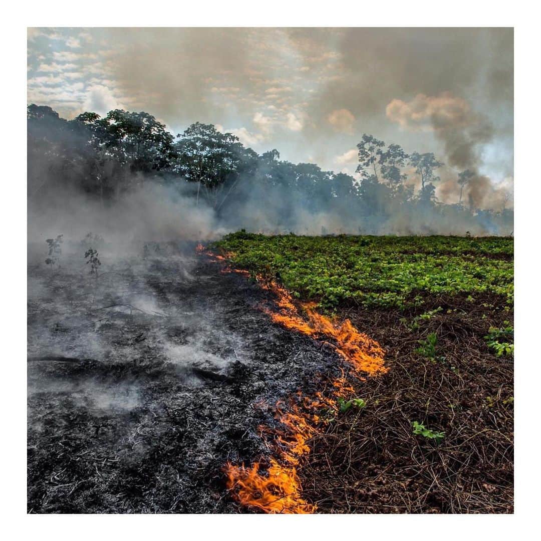 エヴァ・グリーンさんのインスタグラム写真 - (エヴァ・グリーンInstagram)「More attention must be given to what’s happening in the Brazilian Amazon !! It’s appalling and affects all of us. THIS IS AN EMERGENCY.  #Repost @rainforestalliance ・・・ The lungs of the Earth are in flames. 🔥 The Brazilian Amazon—home to 1 million Indigenous people and 3 million species—has been burning for more than two weeks straight. There have been 74,000 fires in the Brazilian Amazon since the beginning of this year—a staggering 84% increase over the same period last year (National Institute for Space Research, Brazil). Scientists and conservationists attribute the accelerating deforestation to President Jair Bolsonaro, who issued an open invitation to loggers and farmers to clear the land after taking office in January.⁣ ⁣ The largest rainforest in the world is a critical piece of the global climate solution. Without the Amazon, we cannot keep the Earth’s warming in check. ⁣ ⁣ The Amazon needs more than our prayers. So what can YOU do?⁣ ⁣ ✔ As an emergency response, donate to frontline Amazon groups working to defend the forest. ⁣ ✔ Consider becoming a regular supporter of the Rainforest Alliance’s community forestry initiatives across the world’s most vulnerable tropical forests, including the Amazon; this approach is by far the most effective defense against deforestation and natural forest fires, but it requires deep, long-term collaboration between the communities and the public and private sectors. Link in bio.⁣ ✔ Stay on top of this story and keep sharing posts, tagging news agencies and influencers. ⁣ ✔ Be a conscious consumer, taking care to support companies committed to responsible supply chains.⁣ ✔ When election time comes, VOTE for leaders who understand the urgency of our climate crisis and are willing to take bold action—including strong governance and forward-thinking policy.⁣ ⁣ #RainforestAlliance #SaveTheAmazon #PrayForAmazonia #AmazonRainforest #ActOnClimate #ForestsResist #ClimateCrisis 📸: @mohsinkazmitakespictures / Windy.com 📹: @copernicusecmwf via @greenpeace」8月23日 1時15分 - evagreenweb