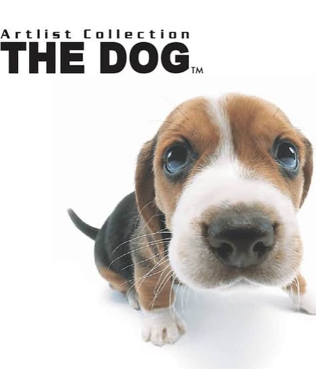 来栖あこさんのインスタグラム写真 - (来栖あこInstagram)「🐶♥️ THE DOG風🐾 #AKO #AKO犬 #THEDOG #犬 #dog」8月23日 1時38分 - akopai.081