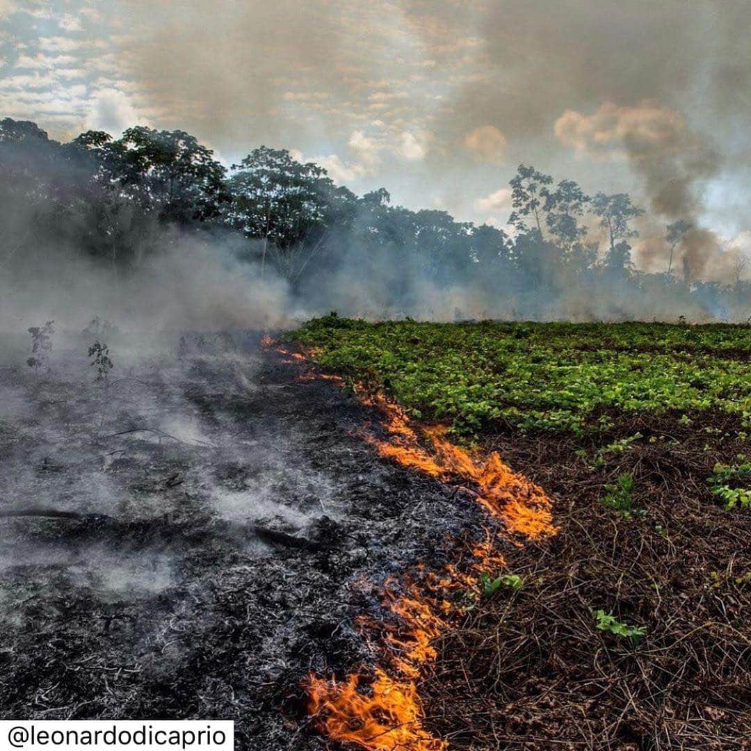 ジェイソン・モモアさんのインスタグラム写真 - (ジェイソン・モモアInstagram)「#Regram #RG @rainforestalliance:  The lungs of the Earth are in flames. 🔥 The Brazilian Amazon—home to 1 million Indigenous people and 3 million species—has been burning for more than two weeks straight. There have been 74,000 fires in the Brazilian Amazon since the beginning of this year—a staggering 84% increase over the same period last year (National Institute for Space Research, Brazil). Scientists and conservationists attribute the accelerating deforestation to President Jair Bolsonaro, who issued an open invitation to loggers and farmers to clear the land after taking office in January.⁣ ⁣ The largest rainforest in the world is a critical piece of the global climate solution. Without the Amazon, we cannot keep the Earth’s warming in check. ⁣ ⁣ The Amazon needs more than our prayers. So what can YOU do?⁣ ⁣ ✔ As an emergency response, donate to frontline Amazon groups working to defend the forest. ⁣ ✔ Consider becoming a regular supporter of the Rainforest Alliance’s community forestry initiatives across the world’s most vulnerable tropical forests, including the Amazon; this approach is by far the most effective defense against deforestation and natural forest fires, but it requires deep, long-term collaboration between the communities and the public and private sectors. ✔ Stay on top of this story and keep sharing posts, tagging news agencies and influencers. ⁣ ✔ Be a conscious consumer, taking care to support companies committed to responsible supply chains.⁣ Eliminate or reduce consumption of beef; cattle ranching is one of the primary drivers of Amazon deforestation. ✔ When election time comes, VOTE for leaders who understand the urgency of our climate crisis and are willing to take bold action—including strong governance and forward-thinking policy.⁣ ⁣ #RainforestAlliance #SaveTheAmazon #PrayForAmazonia #AmazonRainforest #ActOnClimate #ForestsResist #ClimateCrisis 📸: @mohsinkazmitakespictures / Windy.com」8月23日 1時52分 - prideofgypsies