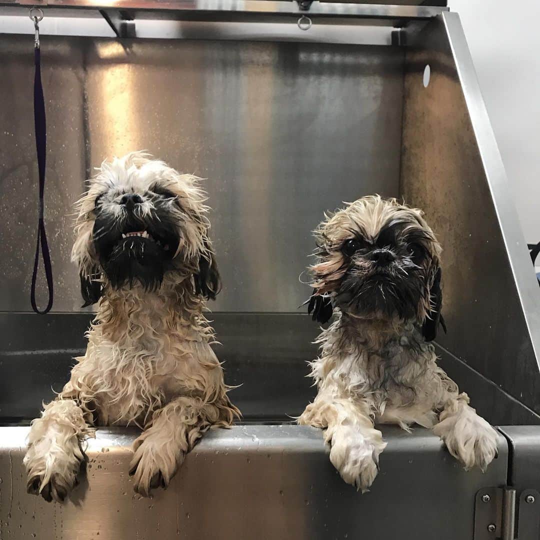 Dogs by Ginaのインスタグラム：「Shih-tzu bros  #napavalley #napadoggroomer #dogsofnapawineries #napadog #dogsofnapavalley #winerydog #sipandstay」