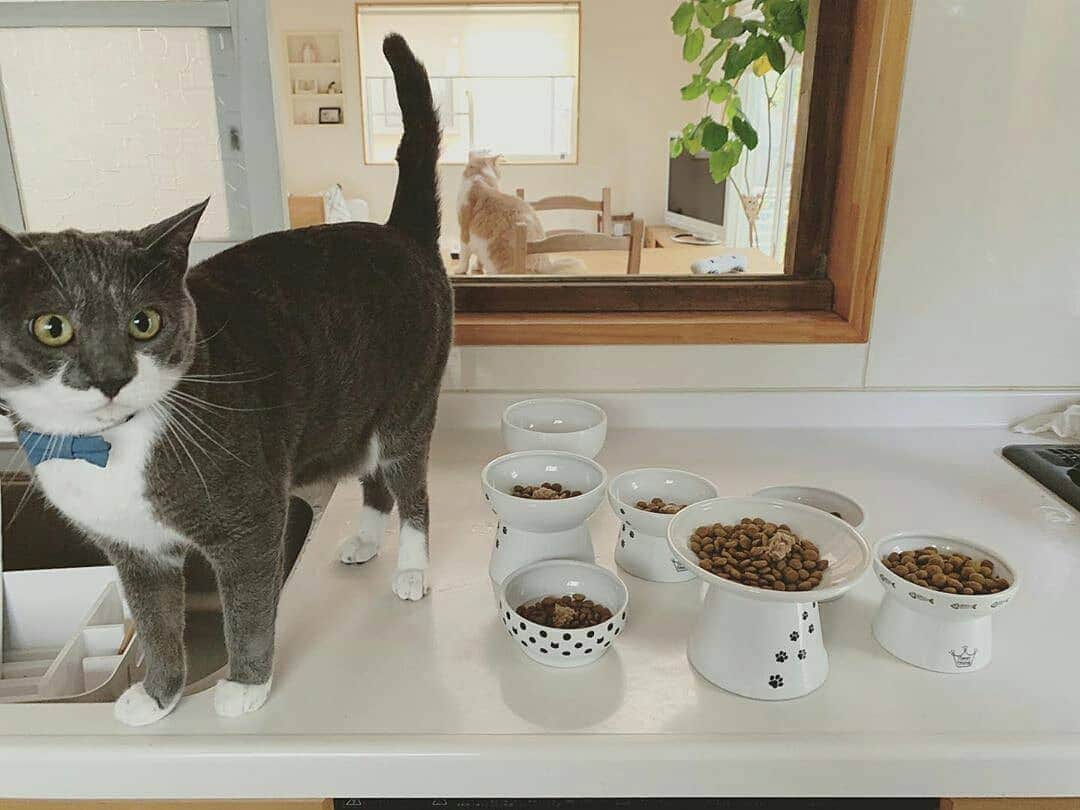 猫壱（ねこいち•ネコイチ）さんのインスタグラム写真 - (猫壱（ねこいち•ネコイチ）Instagram)「▫ いろんなハッピーダイニング😺 ▫ ▫ #どのハッピーダイニングで #モグモグしたい？😋 ▫ ちなみに #商品タグのついていないおっきいハッピーダイニングが #ハッピーダイニングL #脚がないのが #ハッピーダイニング脚なし です♪ ▫ :::::::::#猫壱 ::::::: #猫壱キャンペーン 8月は#ハッピーダイニング  が対象です✨ 対象商品をお持ちの皆様、ぜひご応募くださいね❤ 【猫壱キャンペーン】のハッシュタグをお忘れなく！！ ▫ ▫ Instagramに登場した商品はプロフィールのリンクよりご覧いただけます🎶 気になる方は @necoichicojp からチェックしてくださいね❤ ▫  #Repost from  @toupie_ thank-you💕💕💕💕 #ハッピーダイニングフードボウル  水玉 #脚付フードボウル #限定脚付フードボウル #脚付フードボウル浅広口」8月23日 8時09分 - necoichicojp