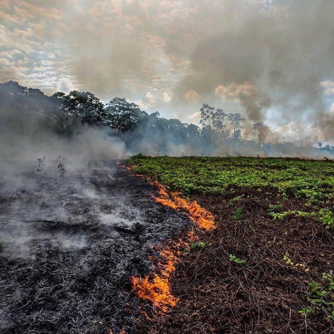 マルティン・ウーデゴールさんのインスタグラム写真 - (マルティン・ウーデゴールInstagram)「#SaveTheAmazon」8月23日 3時43分 - odegaard.98