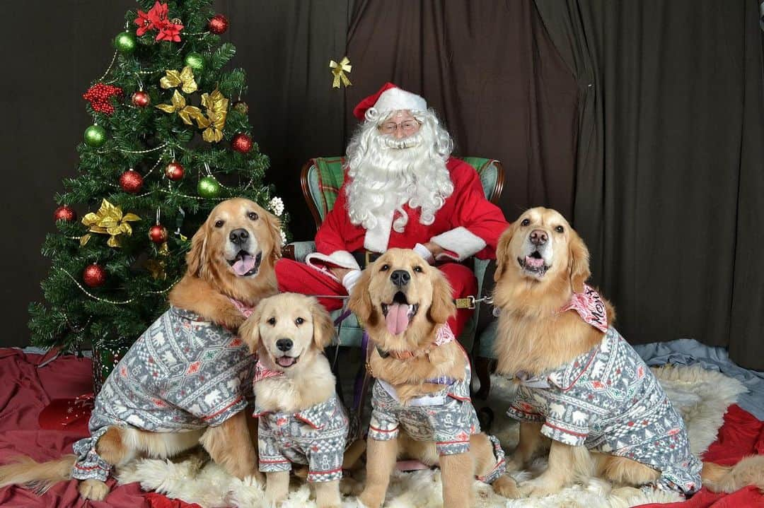 モヒートさんのインスタグラム写真 - (モヒートInstagram)「#tbt seeing Santa. Can you believe how big Reyka and Julep have gotten?! ------------------------------- #goldensofig #goldenretriever  #goldenretrieversofinstagram #betterwithpets #dogsofig  #dogsofinstagram #fluffypack #gloriousgoldens #welovegoldens #ilovemydog #goldenlife #bestwoof #ProPlanDog #ilovegolden_retrievers #mydogiscutest #retrieversgram #dogsofcle  #cousins」8月23日 4時03分 - mojito_rose_family