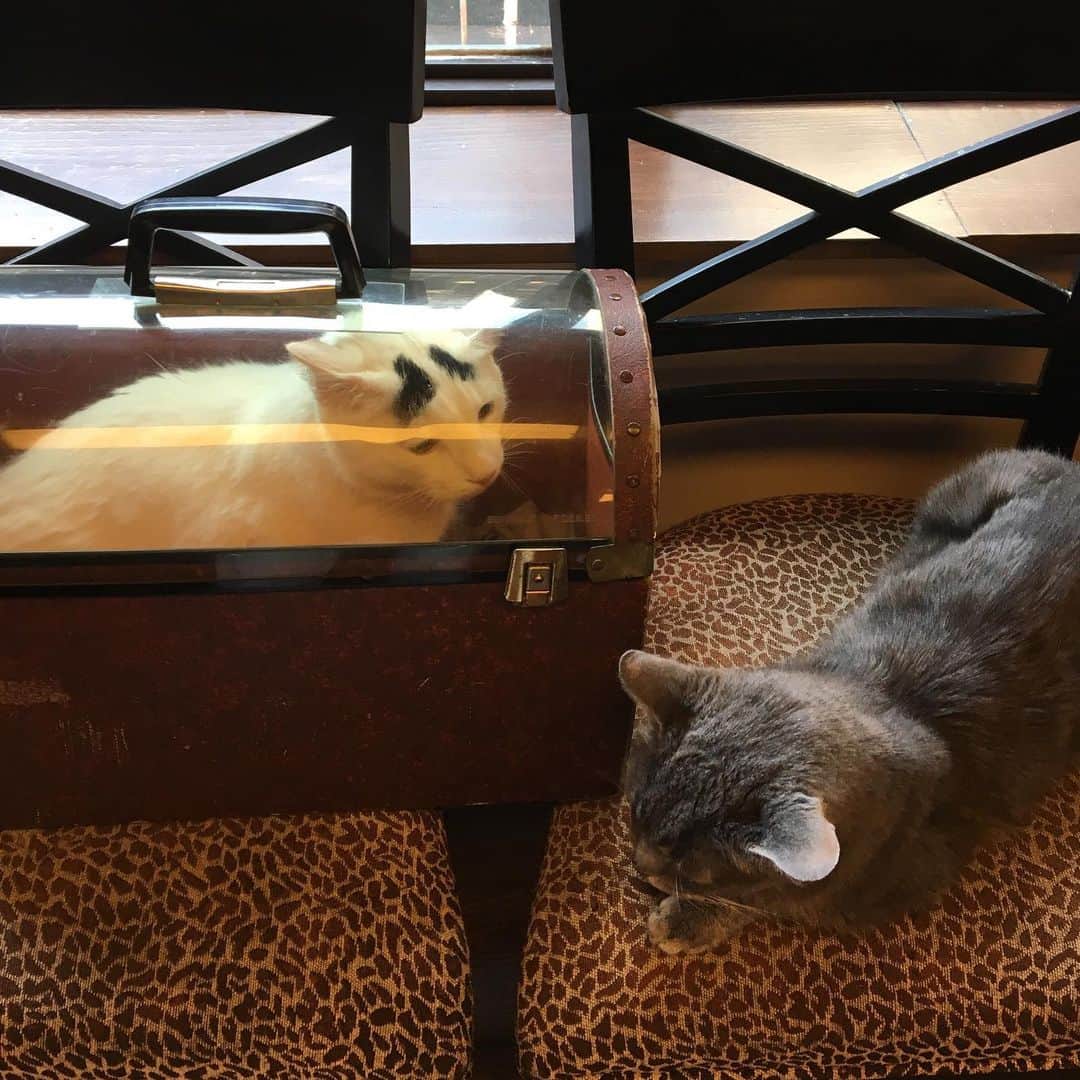 Samのインスタグラム：「#ad When you show up to the party and you don't know anyone so you just stay in your box... Happy National Take Your Cat to the Vet Day!! Sam clearly doesn't enjoy the experience as much as his friend over here, but that doesn't change how important it is for us to make sure he gets preventative care. We've partnered with @RoyalCaninUS to help raise awareness for veterinary care for cats. Check out their Instagram to win a prize pack that can help make your next vet visit successful, and how to receive a cat-centric renovation for your vets office! #Cat2Vet #RoyalCaninCats」