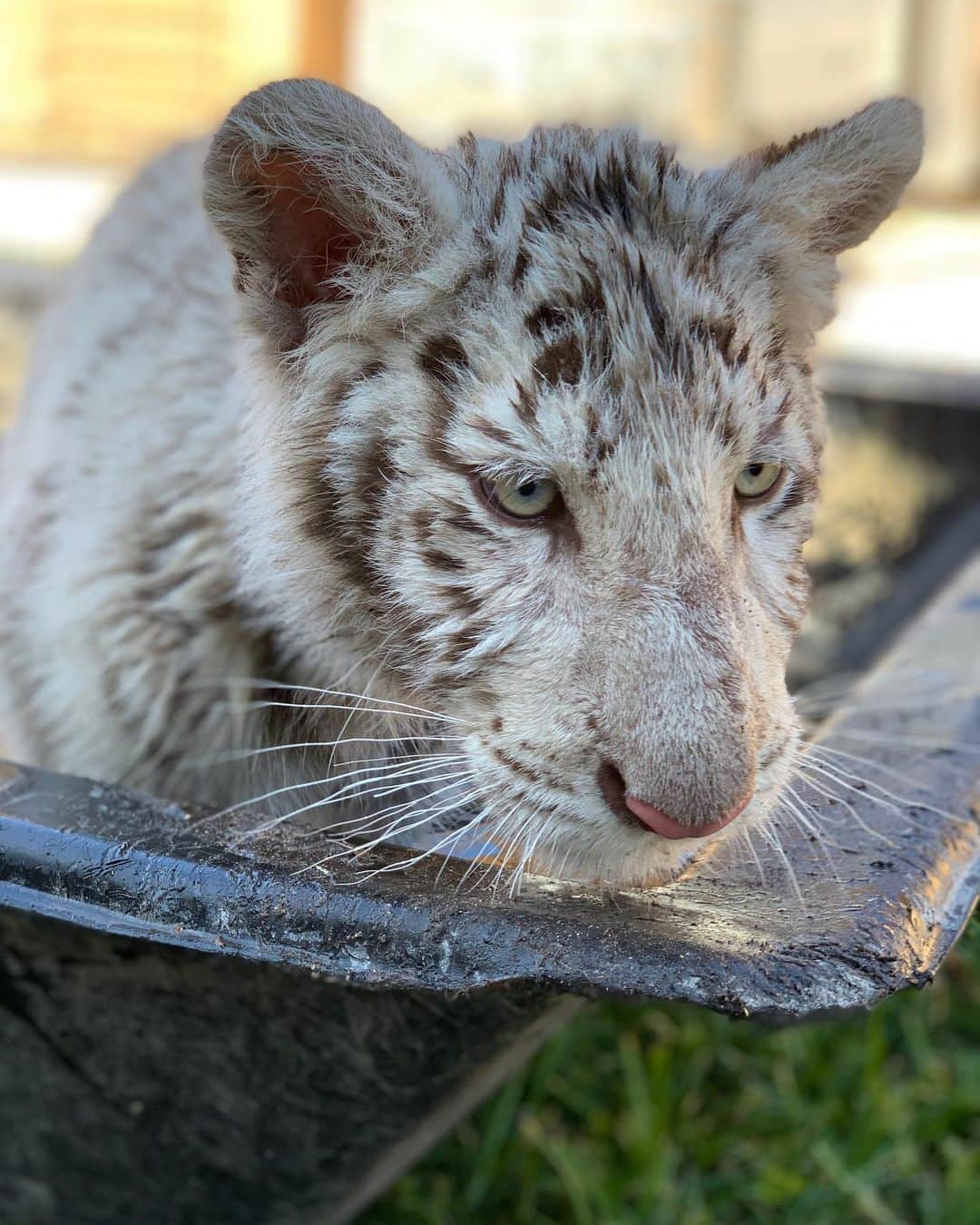 Zoological Wildlife Foundationさんのインスタグラム写真 - (Zoological Wildlife FoundationInstagram)「That look means: “I’m going to get you in 3...2...1....🐾” #whitetiger #tiger #cub #endangeredspecies #conservation #zwfmiami #zwf」8月23日 4時05分 - zwfmiami