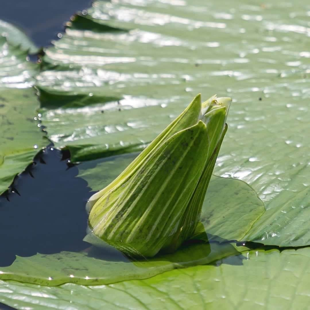 ニューヨーク植物園のインスタグラム