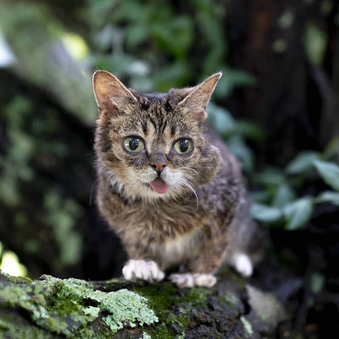 Lil BUBさんのインスタグラム写真 - (Lil BUBInstagram)「Adventure BUB」8月23日 5時59分 - iamlilbub