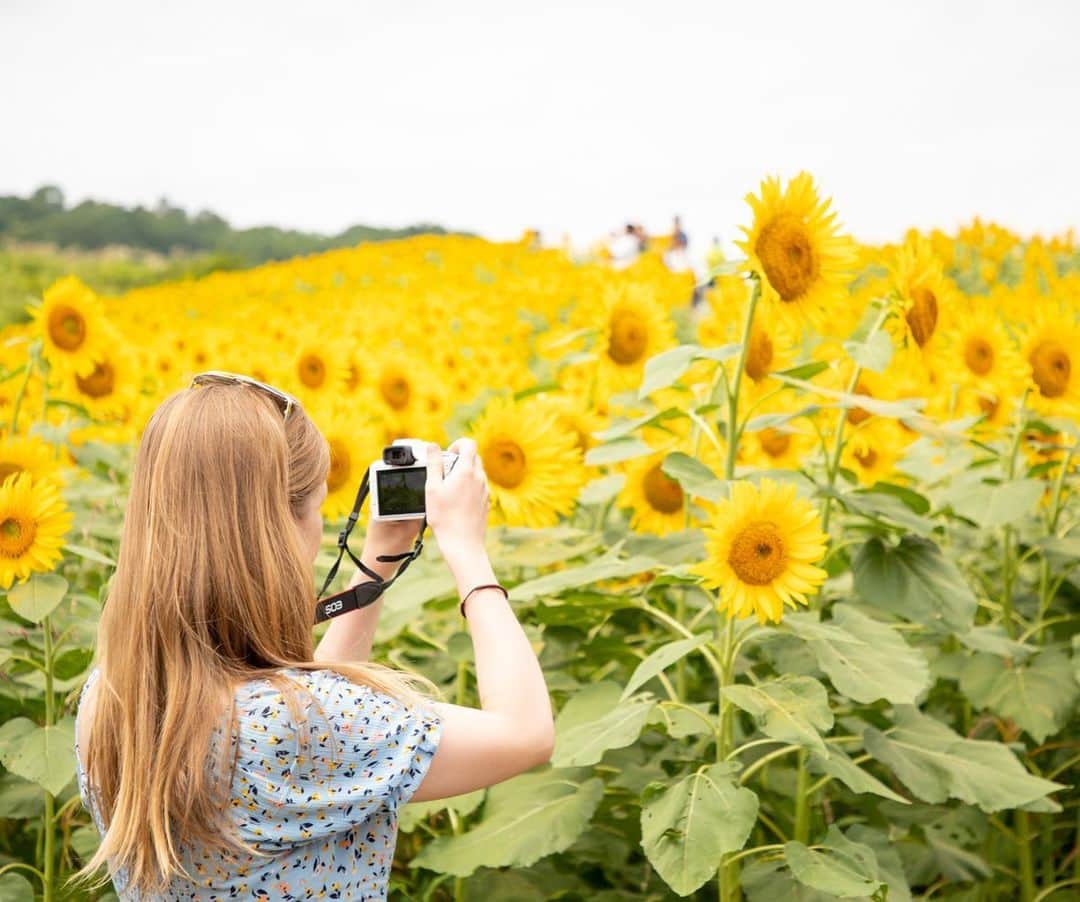 Rediscover Fukushimaさんのインスタグラム写真 - (Rediscover FukushimaInstagram)「Beautiful sunflowers at Sannokura Highlands in Kitakata 🌻🌻🌻」8月23日 16時02分 - rediscoverfukushima