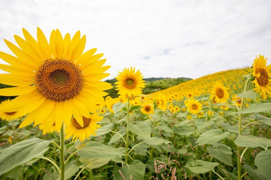 Rediscover Fukushimaさんのインスタグラム写真 - (Rediscover FukushimaInstagram)「Classic Zoë face. ✨🌻✨🌻✨ definitely visit Sannokura Highland Sunflower Fields this weekend if you get the chance!」8月23日 16時03分 - rediscoverfukushima