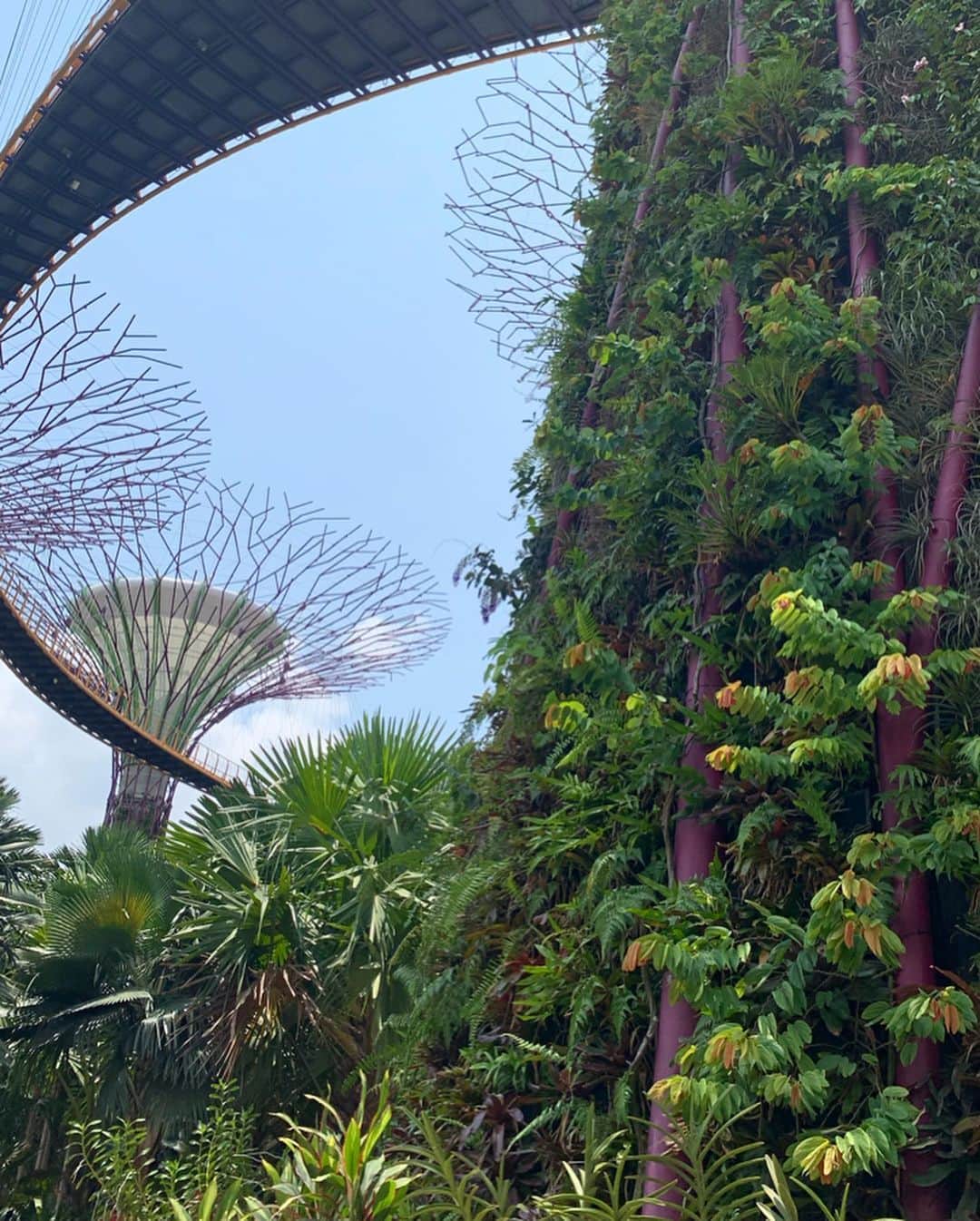 AYUMIさんのインスタグラム写真 - (AYUMIInstagram)「シンガポールの木々やお花たち のびのびとしているな🌿🌺🌳 . . #シンガポール🇸🇬 #家族旅行 #ガーデンズバイザベイ #植物園」8月23日 16時37分 - ayumiayunco