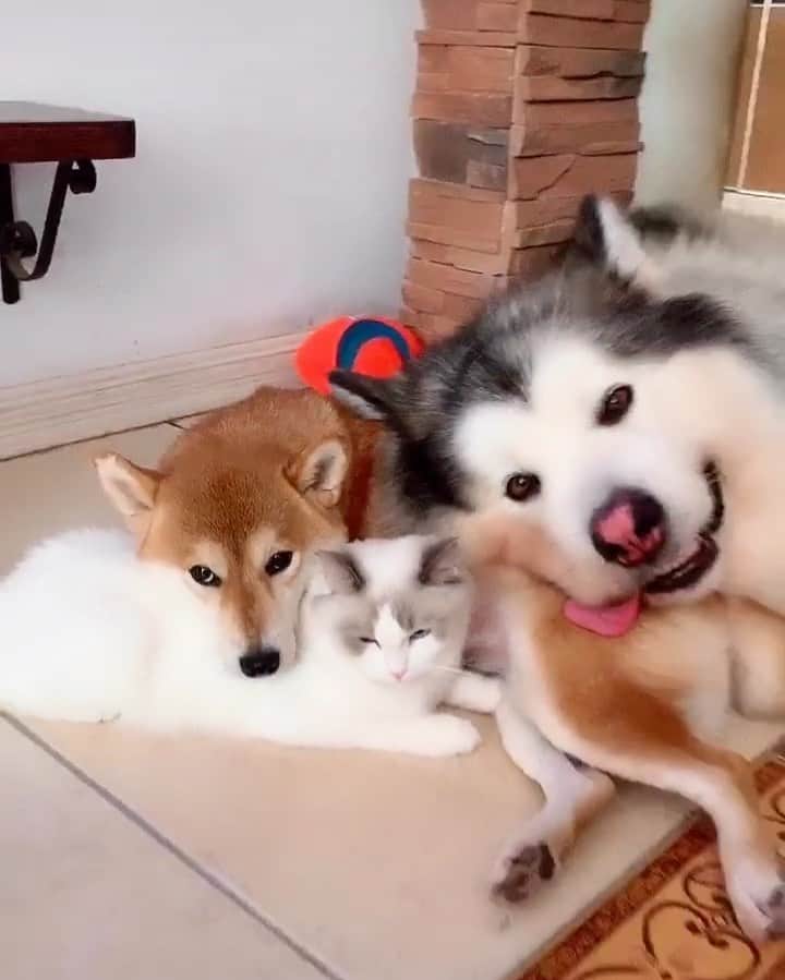 husky and malamuteのインスタグラム：「This is my favorite pillow.🤪🤪 follow @alaskandaily （Twitter：alaskandaily）for more cute pic and video.😜 ……………………………………………………………… Each video was approved by the original author. But  don't have a Instagram account. We are first one post those video. So watermark credit @alaskandaily ……………………………………………………………… #alaskan#malamute#alaskanmalamute#alaskanhusky#malamutesofinstagram#puppylife#puppylove#puppydog#puppylover#dogdays#malamutepuppy#huskies#huskeypuppy#huskeiesreq#siberian#huskeiesofig#dogslife#dogsofnyc#cutedog#cutedogs#huskeypics#huskeylovers#huskygram#huskeylove#huskiesofinstagram#dogsofnyc#husky#狗」