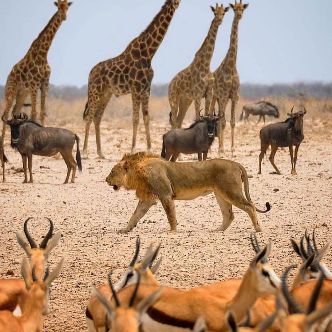 バフェティンビ・ゴミスさんのインスタグラム写真 - (バフェティンビ・ゴミスInstagram)「You’re a lion entering the savannah, the championship will resume. The road to the throne will be long and hard. Each predator and each prey will have to defend his land and his own to preserve his place. The fight will be tough. The lion is always watching, waiting, following, waiting for a misstep from him to attack ... but a lion never dies and like a lion I will fight to the end to regain my throne! I'm Hilal !!!#thelioniscoming 🐾🐾💙」8月23日 16時48分 - bafetimbigomis