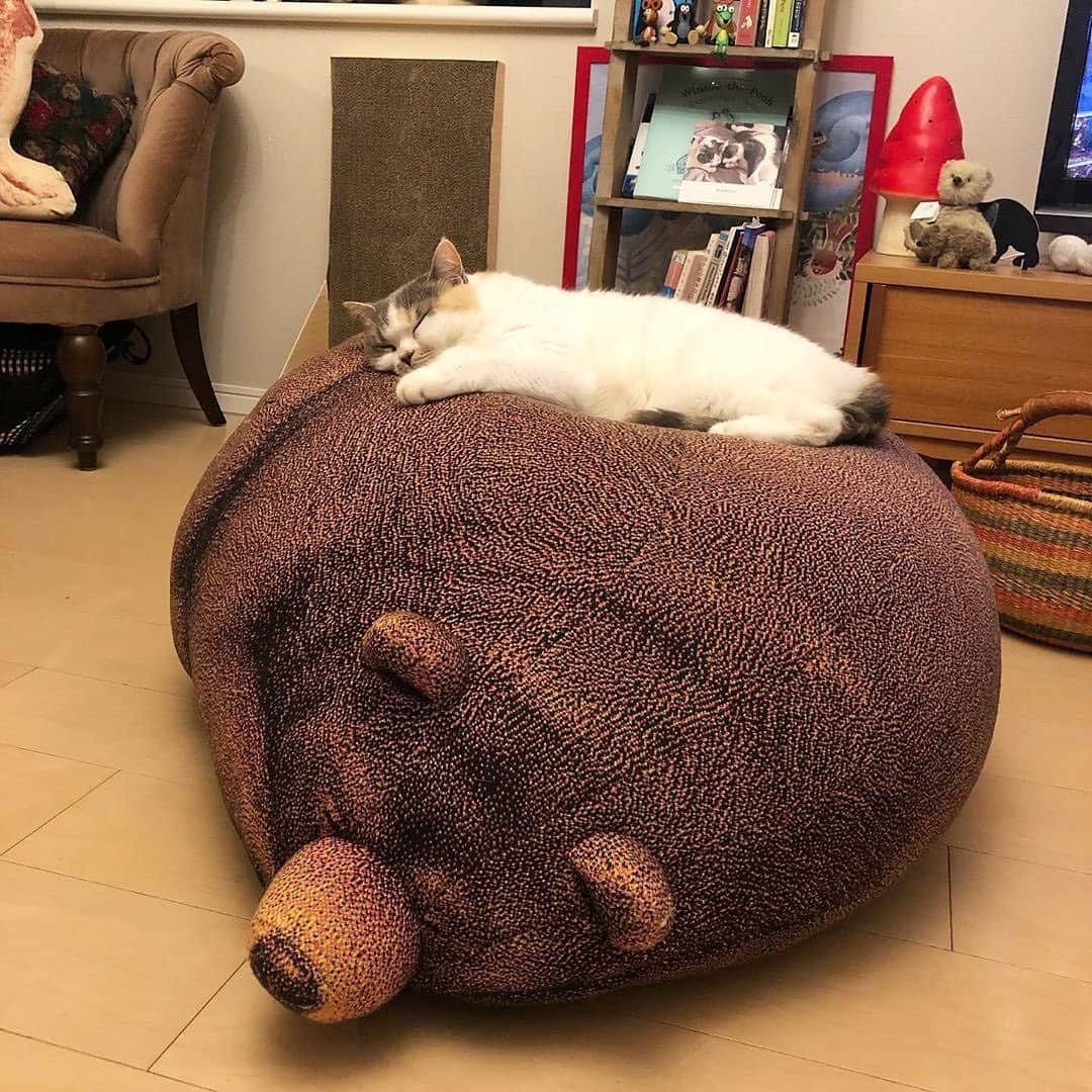 PECOねこ部さんのインスタグラム写真 - (PECOねこ部Instagram)「. 「お気に入りにゃ🐱🎶💤」 #大きなクマさん🐻 クッションの上で #スヤスヤと眠る #ねね子ちゃん🐈 #寝心地が最高すぎて #毎日、クマさんの上で #くつろいでいるみたい✨  #regram：@dora_me0416  素敵な写真を投稿してくださったのは… @dora_me0416 さん 他にも素敵なお写真がたくさんあるので、ぜひ遊びに行ってみてください！  #ペコねこ部 をつけて投稿すると… PECOで楽しくご紹介させていただきます🐻」8月23日 17時08分 - pecocats