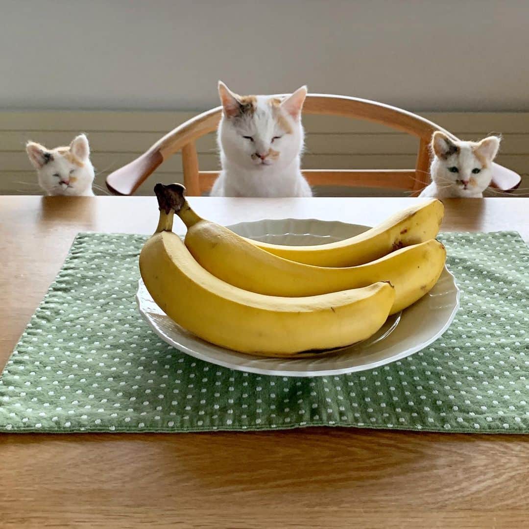 マルさんのインスタグラム写真 - (マルInstagram)「🍌おやつのバナナ いただきます♪ . あにゃたも🍌バナナ 食べたくなっちゃうね₍^·͈༝·͈^ฅ₍^·͈༝·͈^ฅ₍^·͈༝·͈^ฅふふ . . #みんなバナナが大好き#マル三姉妹#バナナ#おやつ#フルーツ#暮らし#cutefood#fruit #sweet#cat#猫がいて幸せ#ねこ部#bestmeow#三毛猫#ねこと暮らす#猫#ふわもこ部#にゃんだふるらいふ#にゃんすたぐらむ#ペコねこ部#instagood #gato #pleasantcats#catloversclub#petstagram#ilovepets#happycatclub#catsofinstagram#cat_features#cute B賞希望」8月23日 17時06分 - maruruna