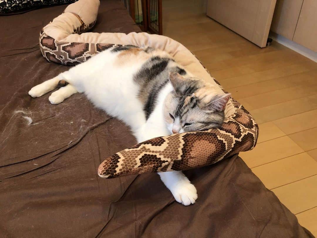 ホタテ＆クラム＆シラスのインスタグラム：「多分そのうち落ちる。 #cat #neko #ScottishFold #猫 #ねこ #スコティッシュフォールド #catstagram #instagram #instagramjapan #ig_japan #igersjp」