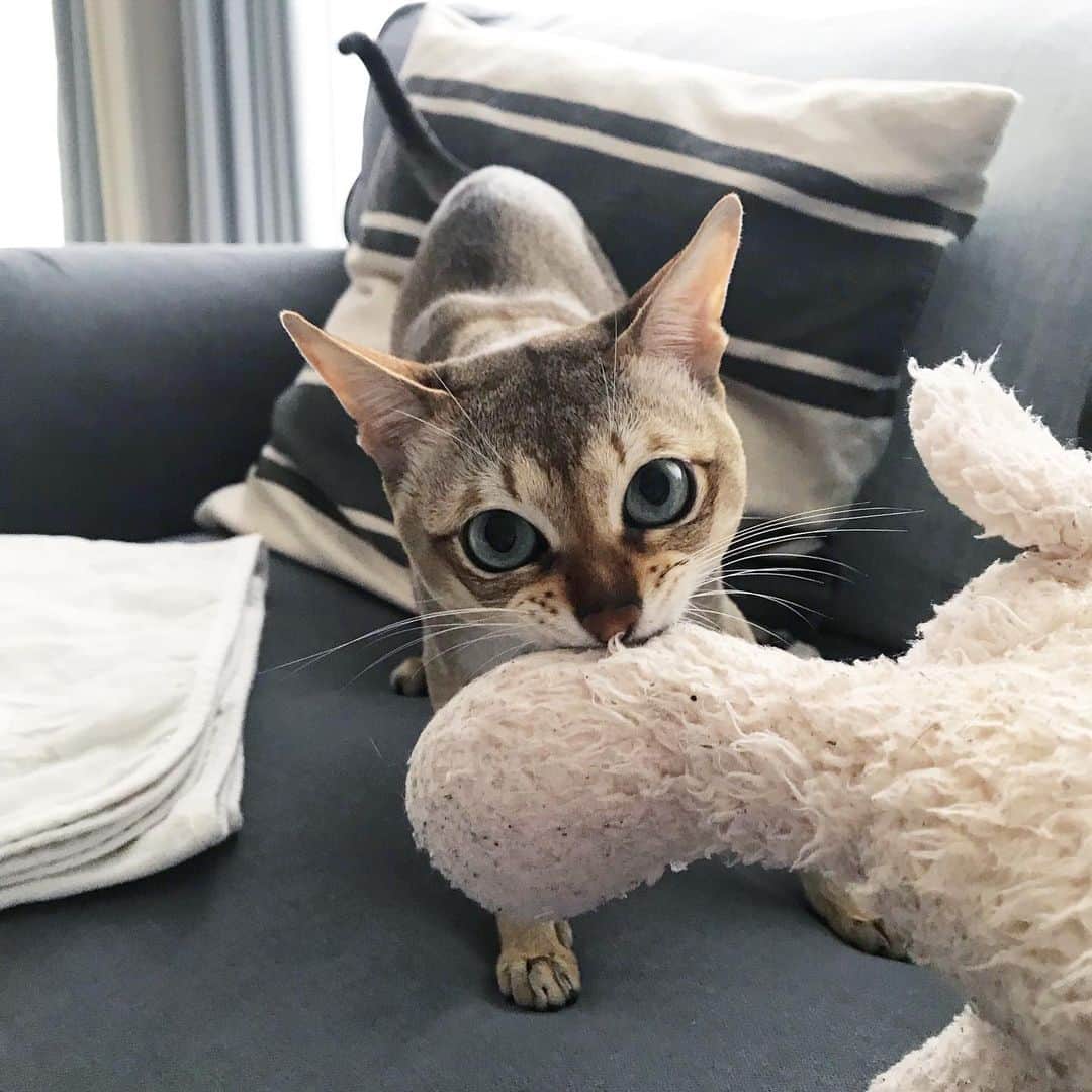 モルト♡Malt(Singapuracat)のインスタグラム：「おはよう(ฅ'ω'ฅ) 🐇」
