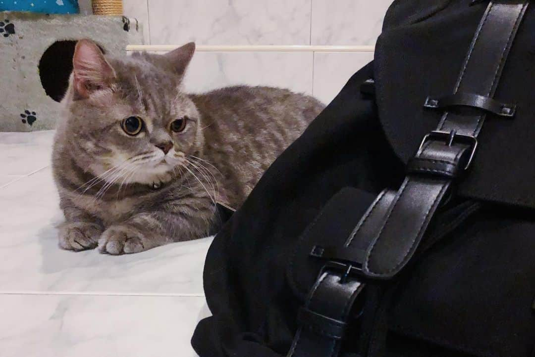 Pancakeさんのインスタグラム写真 - (PancakeInstagram)「With love 💌 from @GastonLuga !⁣ .⁣ 🐾 Featuring the Classic Black backpack from @GastonLuga. Fits one Pancake only!⁣ .⁣ .⁣ 🐾Disclaimer: Any purchase of this product comes with backpack only; Pancakes not included. ⁣⁣:D .⁣⁣ .⁣⁣ 🐾 Check out with “nugget15” to enjoy 15% off on http://gastonluga.com. Comes with free shipping for both delivery and returns. Plus, no expiry for this code; share it with your friends and loved ones 💌. ⁣⁣ .⁣ .⁣ .⁣ #GastonLuga #ガストンルーガ #バックパック #リュック #backpack #cats #catstagram #catsoninstagram #catsofinstagram #kittensoninstagram #kittensofinstagram #sgcats #pets #pancake #petstagram #instagramcats #munchkincat #neko #ねこ #マンチカン」8月23日 8時40分 - nugget_pancake