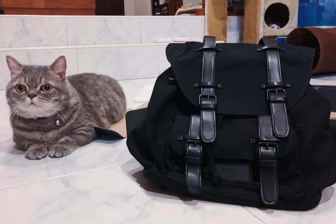 Pancakeのインスタグラム：「With love 💌 from @GastonLuga !⁣ .⁣ 🐾 Featuring the Classic Black backpack from @GastonLuga. Fits one Pancake only!⁣ .⁣ .⁣ 🐾Disclaimer: Any purchase of this product comes with backpack only; Pancakes not included. ⁣⁣:D .⁣⁣ .⁣⁣ 🐾 Check out with “nugget15” to enjoy 15% off on http://gastonluga.com. Comes with free shipping for both delivery and returns. Plus, no expiry for this code; share it with your friends and loved ones 💌. ⁣⁣ .⁣ .⁣ .⁣ #GastonLuga #ガストンルーガ #バックパック #リュック #backpack #cats #catstagram #catsoninstagram #catsofinstagram #kittensoninstagram #kittensofinstagram #sgcats #pets #pancake #petstagram #instagramcats #munchkincat #neko #ねこ #マンチカン」