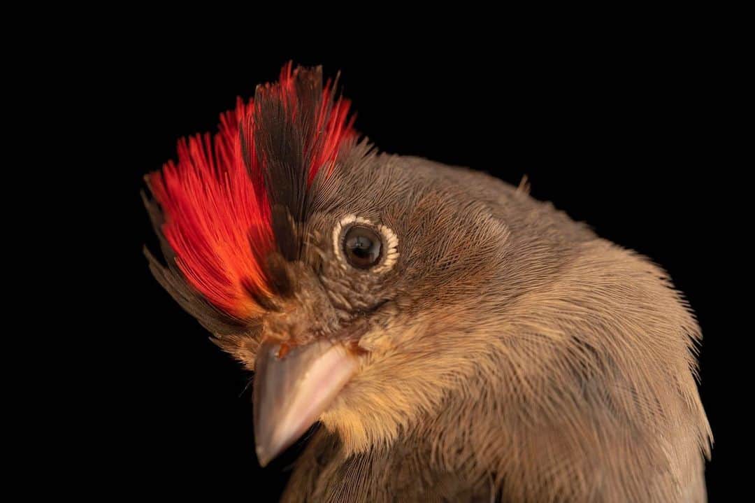Joel Sartoreさんのインスタグラム写真 - (Joel SartoreInstagram)「This grey pileated finch is cared for by @institutovidalivre, an NGO that rehabilitates and releases Brazilian wild animals that are rescued by @ibama.gov from the wildlife black market/pet trade. Habitat loss is an even bigger threat to wild species. As today’s fires spread across the Amazon, they threaten untold numbers of animals, from monkeys to anteaters, fish to frogs. These fires are set to create short-lived fields for agriculture, but the long-term consequences are dire; without immense, intact rainforests, the rainfall patterns we need to grow crops will be altered, and that could cause massive food shortages. So in other words, when we save the little birds of the world, we’re actually saving ourselves.  Join the chorus, please, and let the people of Brazil know that their forests are global treasures worth saving. #SaveTheAmazon #PrayForAmazonia #AmazonRainforest #ForestsResist #amazonfire #amazonforest」8月23日 8時46分 - joelsartore