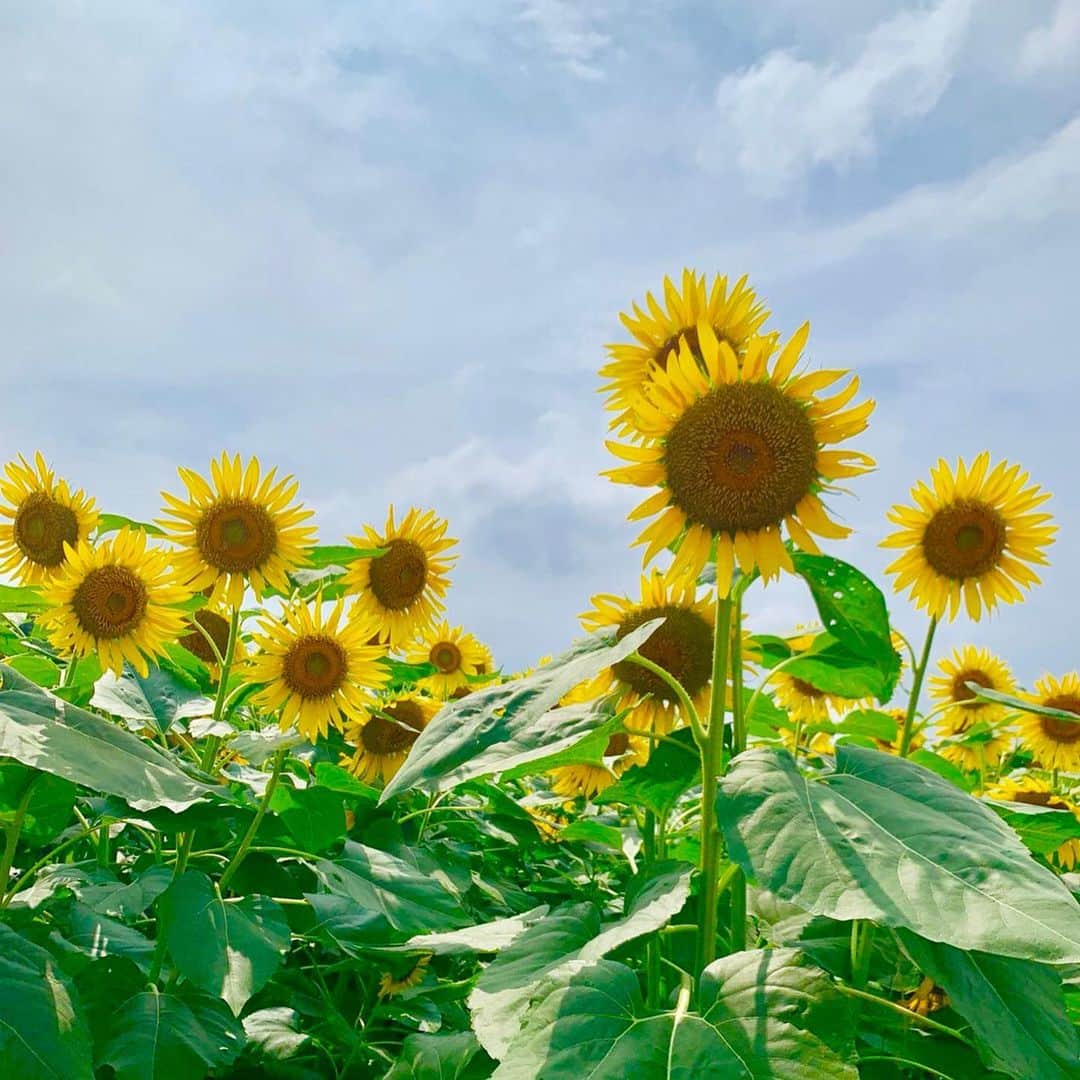 木部さんさんのインスタグラム写真 - (木部さんInstagram)「ひまわり・フェスティバルは綺麗な向日葵がたくさん咲いていました🌻🌻🌻✨ . . とても暑かったので、かき氷休憩を何回かとったぉ🍧🎐😋 . . . . #かき氷🍧 #ひんやりおやつ #夏だね #ひまわりフェスティバル #ひまわり#8月 🌻 #向日葵🌻 #summervibes #sunflowers🌻 #sunflowerfield #sunflowerfestival #shavedice #yummy」8月23日 10時02分 - kibe_dayo