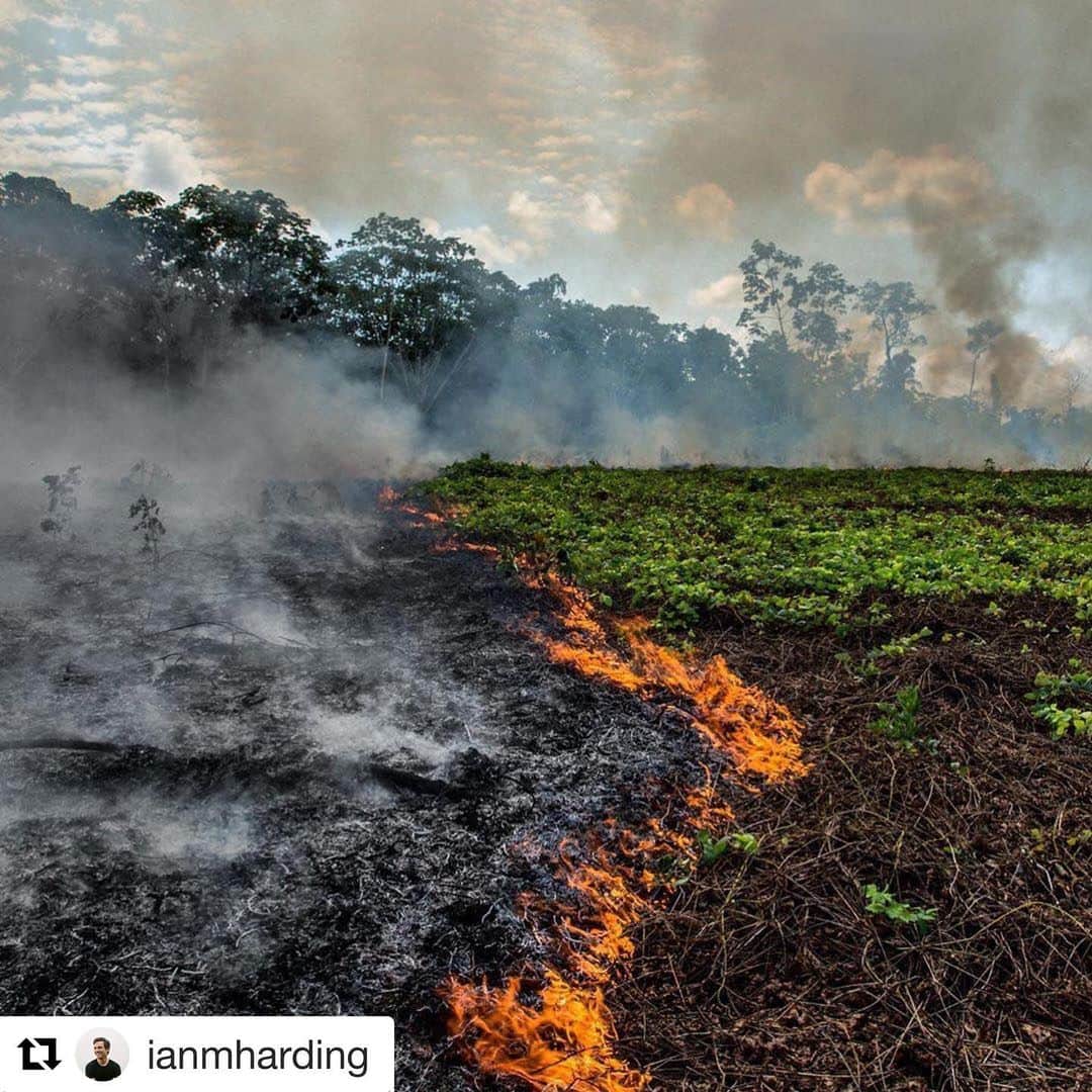 トーレイ・デヴィートのインスタグラム：「Thank you for all this info @ianmharding - PLEASE read below. #Repost @ianmharding ・・・ The lungs of the Earth are in flames. 🔥 The Brazilian Amazon—home to 1 million Indigenous people and 3 million species—has been burning for more than two weeks straight. There have been 74,000 fires in the Brazilian Amazon since the beginning of this year—a staggering 84% increase over the same period last year (National Institute for Space Research, Brazil). Scientists and conservationists attribute the accelerating deforestation to President Jair Bolsonaro, who issued an open invitation to loggers and farmers to clear the land after taking office in January.⁣ ⁣ The largest rainforest in the world is a critical piece of the global climate solution. Without the Amazon, we cannot keep the Earth’s warming in check. ⁣ ⁣ The Amazon needs more than our prayers. So what can YOU do?⁣ ⁣ ✔ As an emergency response, donate to frontline Amazon groups working to defend the forest. ⁣ ✔ Consider becoming a regular supporter of the Rainforest Alliance’s community forestry initiatives across the world’s most vulnerable tropical forests, including the Amazon; this approach is by far the most effective defense against deforestation and natural forest fires, but it requires deep, long-term collaboration between the communities and the public and private sectors. Link in bio.⁣ ✔ Stay on top of this story and keep sharing posts, tagging news agencies and influencers. ⁣ ✔ Be a conscious consumer, taking care to support companies committed to responsible supply chains.⁣ Eliminate or reduce consumption of beef;  cattle ranching is one of the primary drivers of Amazon deforestation. ✔ When election time comes, VOTE for leaders who understand the urgency of our climate crisis and are willing to take bold action—including strong governance and forward-thinking policy.⁣ ⁣ #RainforestAlliance #SaveTheAmazon #PrayForAmazonia #AmazonRainforest #ActOnClimate #ForestsResist #ClimateCrisis 📸: @mohsinkazmitakespictures / Windy.com」