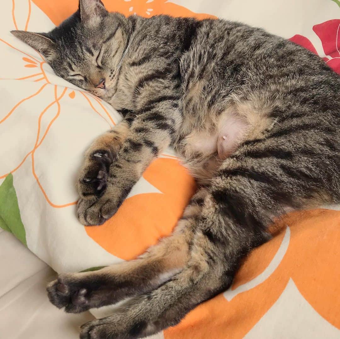小嶋晶子のインスタグラム：「Rain, rain, go away!🐈☔️🐾 #cat #cats #browntabby #catsofinstagram #catstagram #neko #nekostagram #ねこ #ねこ部 #ねこすたぐらむ #きじとら #きじとらねこ #きじとら女子 #きじとら部 #ネコ #ネコ部  #キジトラ #キジトラネコ #キジトラ部 #かぎしっぽ #かぎしっぽ猫部 #カギしっぽ #カギしっぽ猫 #お腹ハゲてる」