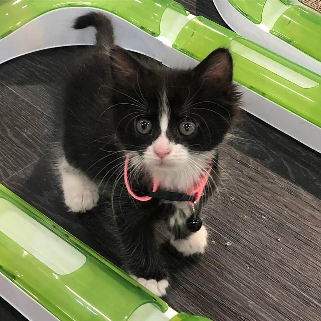 Tuxedo Cat Brosのインスタグラム：「Met this cute little muffin today at @superzooshow! Her name was Sweet Potato and she had two orange tabby brothers, named Tater Tot and French Fry, and it was really, REALLY HARD not to fly them all home with me!!! All three are available for adoption through Nothin’ But Love Cat & Kitten Rescue, Inc. and i hope they find loving homes soon! #catitplayground #superzoo #adoptdontshop #nothinbutlovecatandkittenrescue」