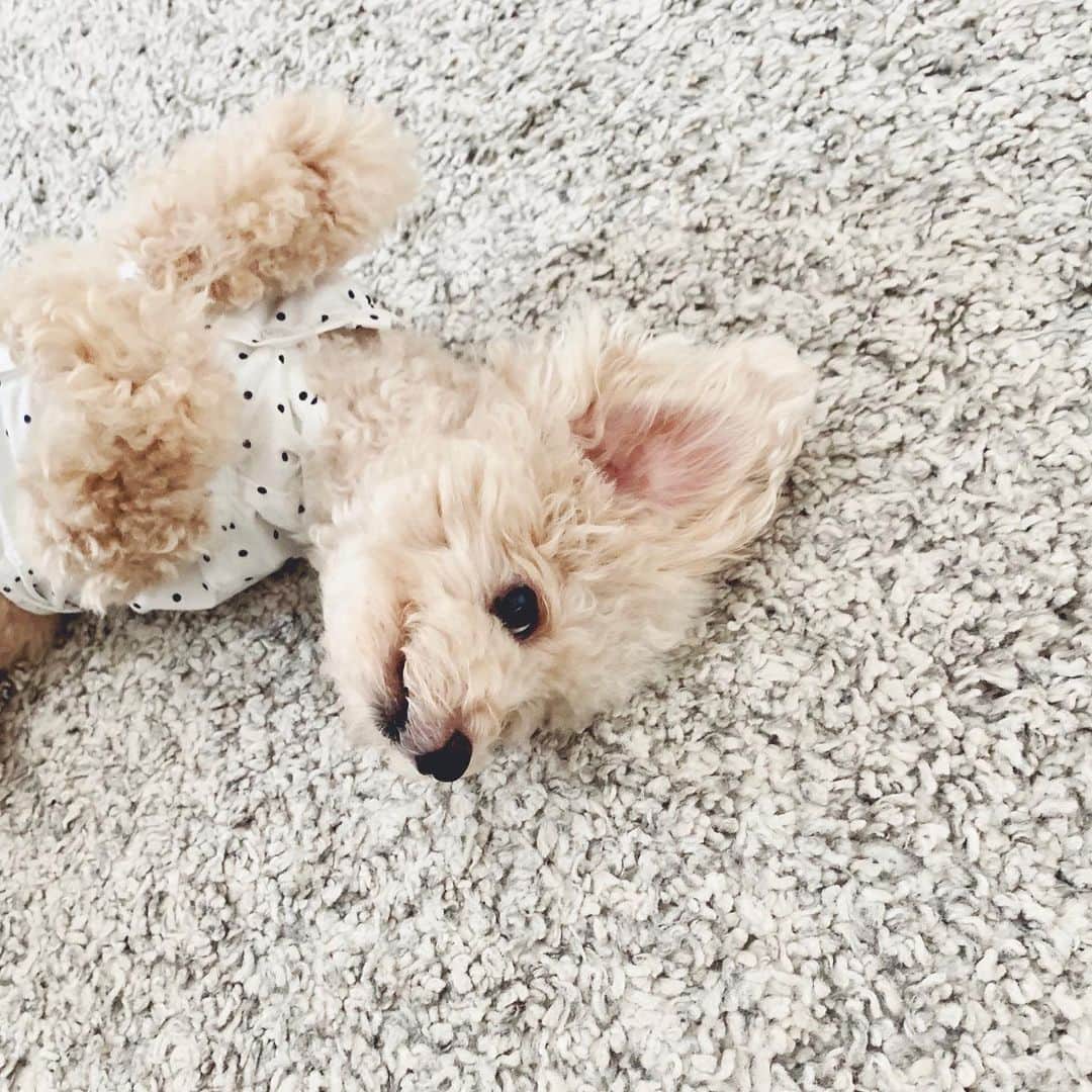 mizuのインスタグラム：「#なでなで待ち」