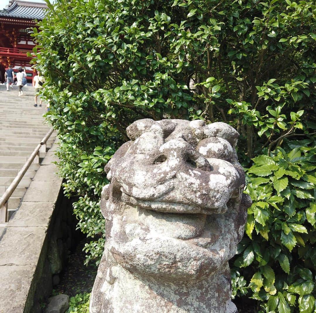 ココハウスさんのインスタグラム写真 - (ココハウスInstagram)「☆ 鎌倉の鶴岡八幡宮の 狛犬は 巻き毛と ストレートヘア 1人ずつなんです。  今度行ったら チェックしてみてください  #神社あるある #鎌倉 #自然と文化 #面白い顔 #COCOHOUSE鎌倉本店」8月23日 11時36分 - cocohouse.kamakura