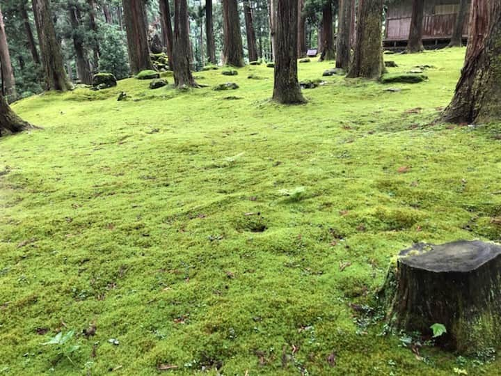 Taiken Japanのインスタグラム：「Check out the moss at Heisenji Hakusan Shrine in Japan's Fukui Prefecture, definitely off the beaten path!⁠ ⠀⠀⠀⠀⠀⠀⠀⠀⠀⁠ Photo credit: Hiro Ariga⁠ ⠀⠀⠀⠀⠀⠀⠀⠀⠀⁠ Read more about this and other Japan destinations & experiences at taiken.co!⁠ ⠀⠀⠀⠀⠀⠀⠀⠀⠀⁠ #heisenjihakusanjinjya #fukui #福井県 #fukuiprefecture #shrine #moss #echizen #lovejapan #japan #japan🇯🇵 #japantravel #japantravelphoto #japanese #japanlover #japanphotography #traveljapan #visitjapan ##japanlife #travel #travelgram #travelphotography #holiday #roamtheplanet #福井 #平泉寺白山神社 #苔 #こけ #越前 #旅行 #旅行大好き」