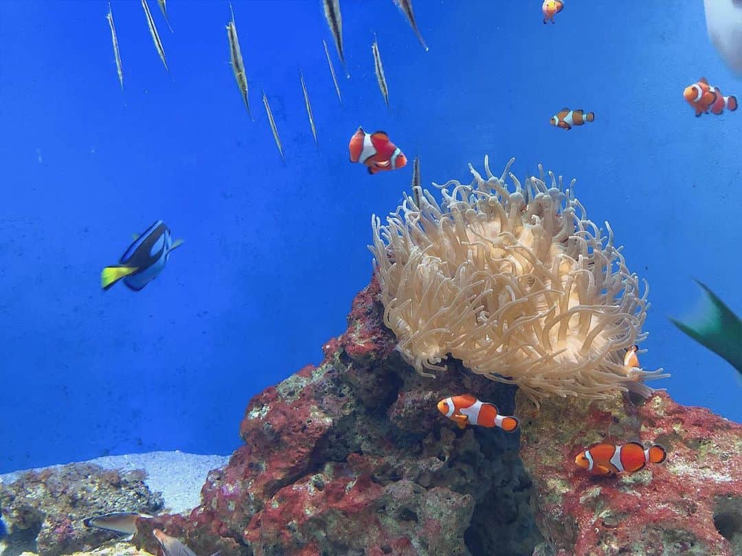 森園れんのインスタグラム：「イルカショーが見たくなったので 江ノ島水族館行ってきた🐬(笑)  #水族館 #江ノ島水族館 #イルカショー」