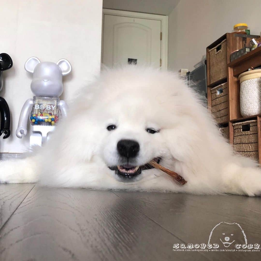 Alex Toさんのインスタグラム写真 - (Alex ToInstagram)「😋😬😋😬 #cute #dog #doglover #dogsofinstagram #dogoftheday #dogofthedayjp #dogstagram #fluffy #hkig #hongkong #ilovemydog #instadog #instagood #instamood #instagraphy #instapic #samoyedoninstagram #pet #petlovers #petsofinstagram #petstagram #photooftheday #puppy #pupsofinstagram #samoyed #samoyedsofinstagram #webstagram #犬 #サモエド」8月23日 12時58分 - alexto