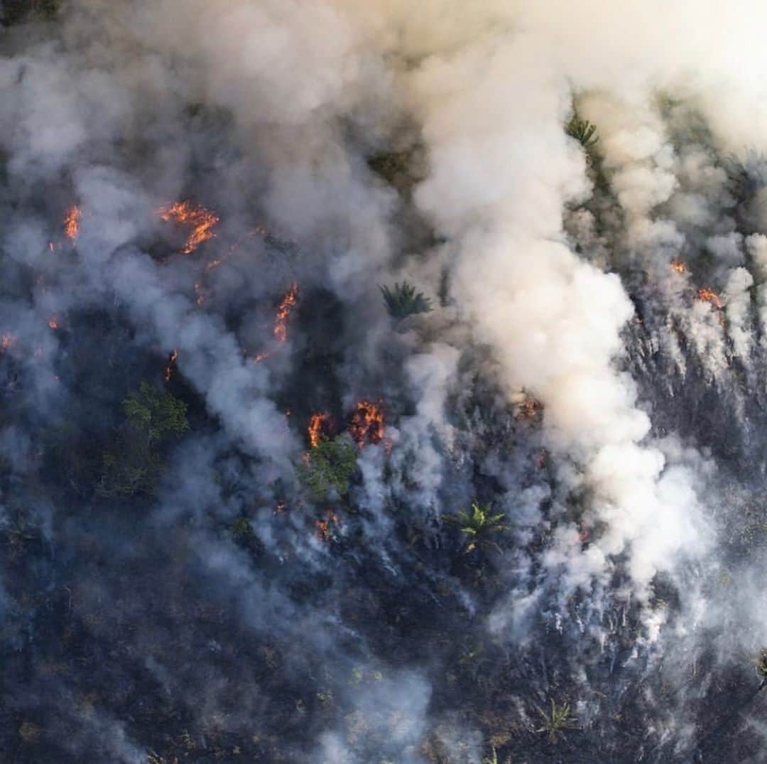 呉建豪のインスタグラム：「GET WOKE!!!!!!! 🤬💔🌍 #repost @discoverocean ・・・ The lungs of the Earth are in flames. 🔥 The Brazilian Amazon (home to 1 million Indigenous people and 3 million species) has been burning for more than two weeks straight. There have been 74,000 fires in the Brazilian Amazon since the beginning of this year - a staggering 84% increase over the same period last year (National Institute for Space Research, Brazil). - Scientists and conservationists attribute the accelerating deforestation to President Jair Bolsonaro, who issued an open invitation to loggers and farmers to clear the land after taking office in January.⁣ The largest rainforest in the world is a critical piece of the global climate solution. Without the Amazon, we cannot keep the Earth’s warming in check.  The Amazon needs more than our prayers. So what can YOU do?⁣! - 1. As an emergency response, donate to frontline Amazon groups working to defend the forest. Donate to one or all of these: @amazonfrontlines @rainforestalliance @amazonaid @amazonwatch @savingtheamazon @amazonconservationteam @wwf @rainforesttrust @rainforestactionnetwork - please comment with more! - 2. Consider becoming a regular supporter of the Rainforest Alliance’s community forestry initiatives across the world’s most vulnerable tropical forests, including the Amazon; this approach is by far the most effective defense against deforestation and natural forest fires, but it requires deep, long-term collaboration between the communities and the public and private sectors. Link in bio! - 3. Stay on top of this story and keep sharing posts, tagging news agencies and influencers. - 4. Be a conscious consumer, taking care to support companies committed to responsible supply chains.⁣ Eliminate or reduce consumption of beef; cattle ranching is one of the primary drivers of Amazon deforestation. - 5. When election time comes, VOTE for leaders who understand the urgency of our climate crisis and are willing to take bold action—including strong governance and forward-thinking policy.⁣ ⁣- #DiscoverOcean #SaveTheAmazon #PrayForAmazonia #AmazonRainforest」